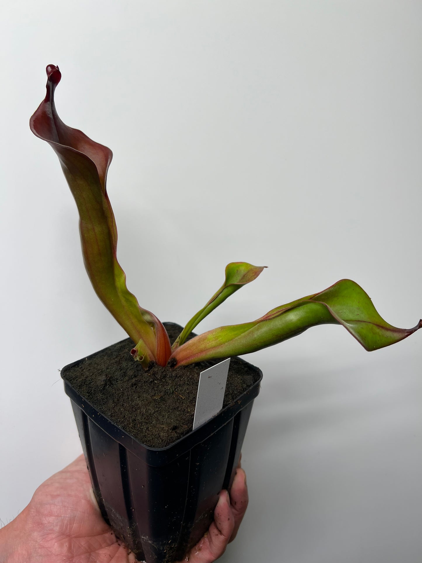 Heliamphora x “Tequila”