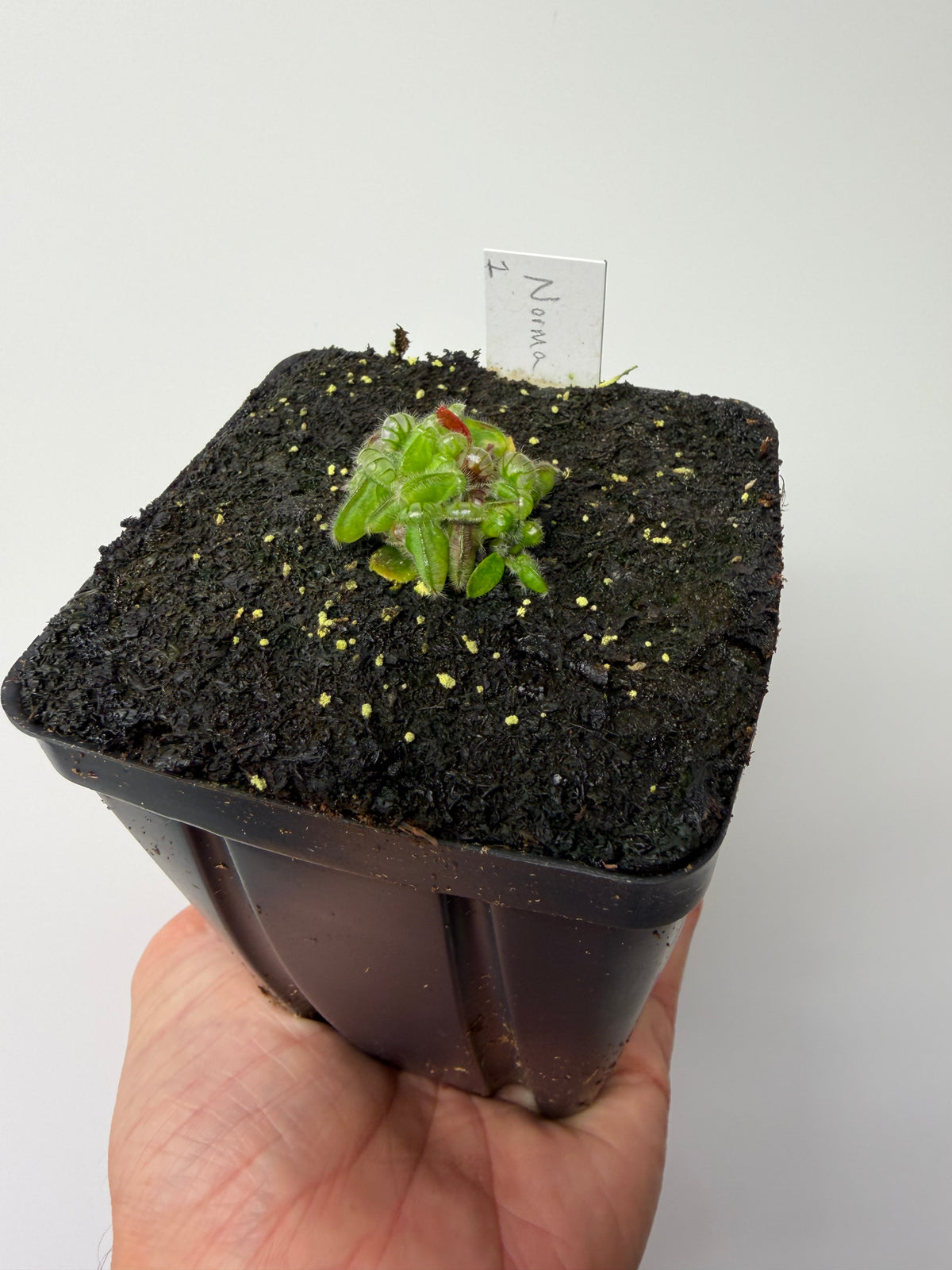 Cephalotus follicularis “Norma” #1