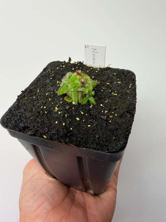 Cephalotus follicularis “Norma” #1