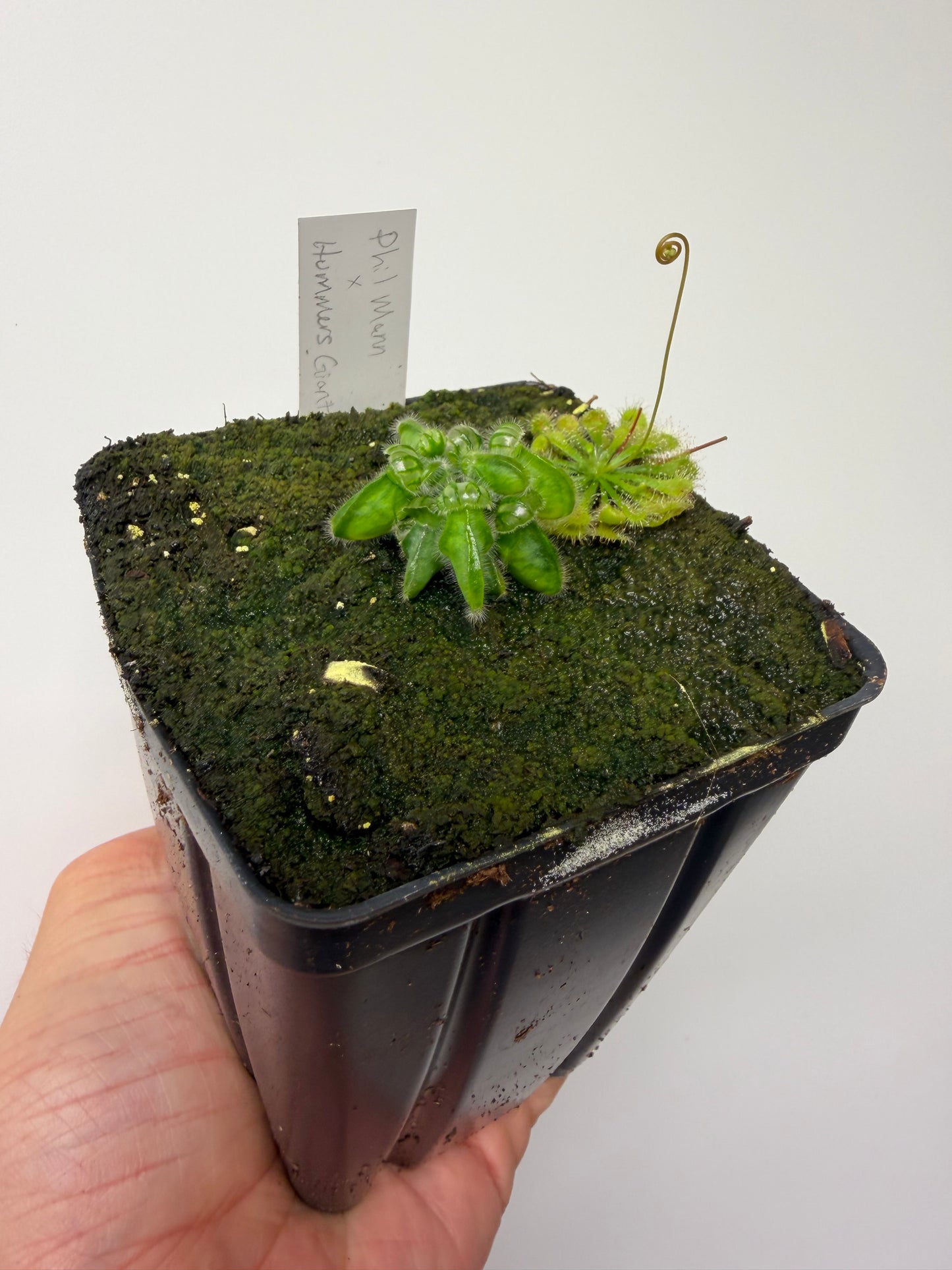 Cephalotus follicularis “Phil Mann” x “Hummers Giant”