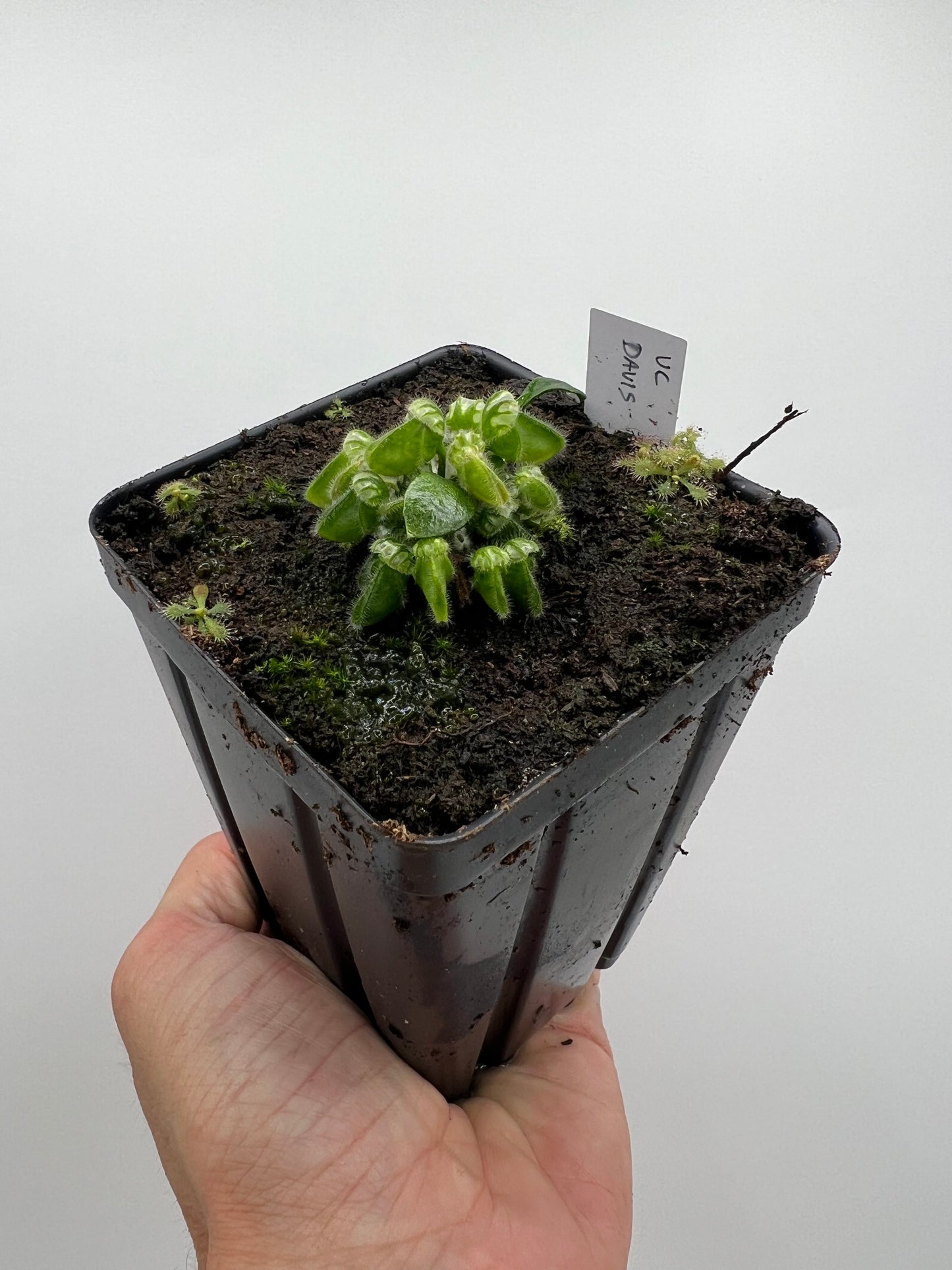 Cephalotus follicularis “UC Davis”