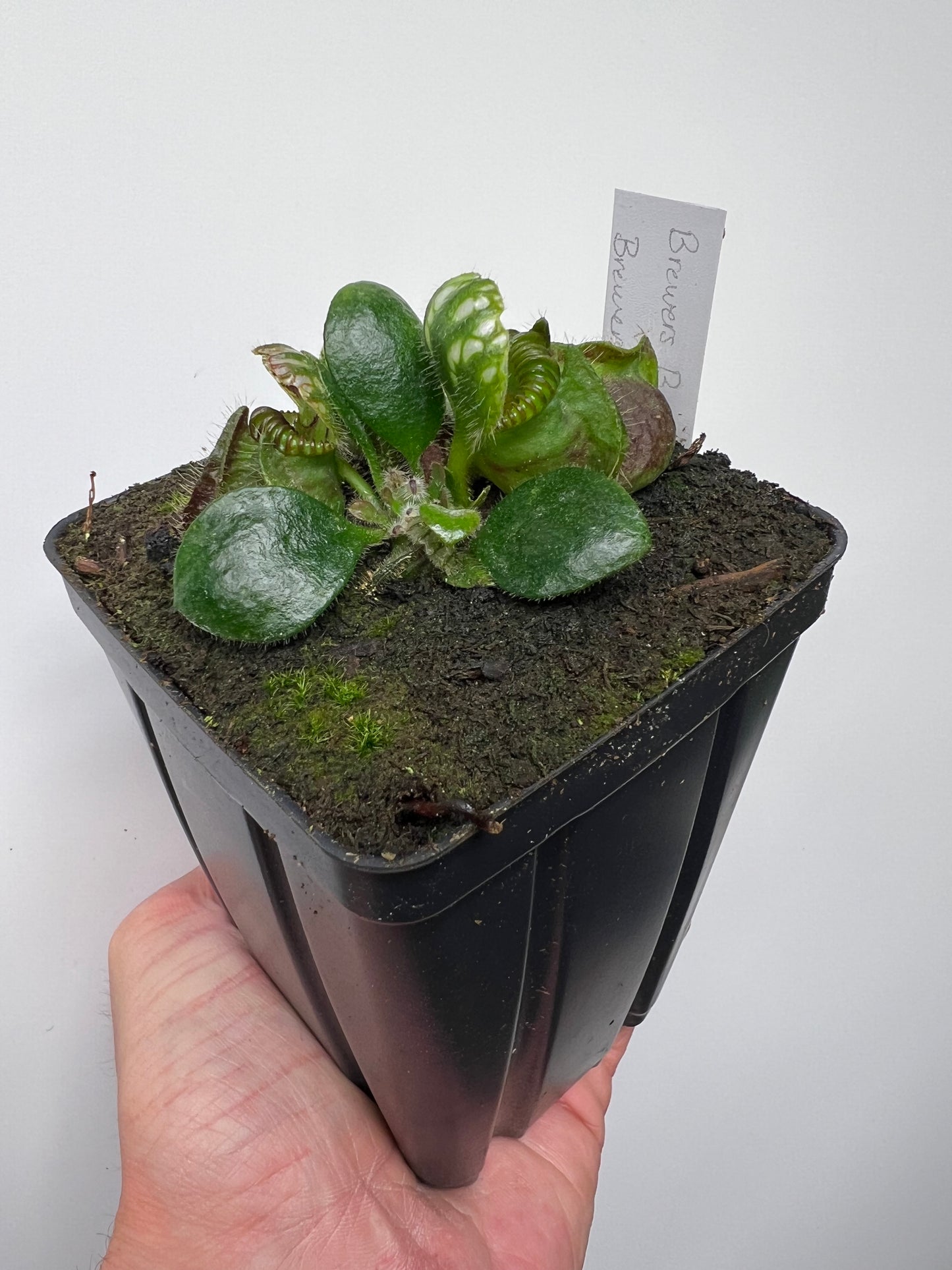 Cephalotus follicularis “Brewers Beauty” x “Brewers”