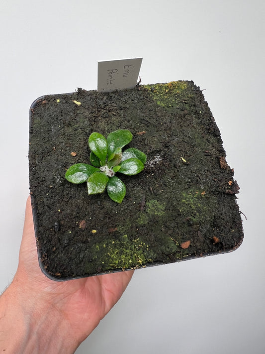 Cephalotus follicularis “Emu Pointe”