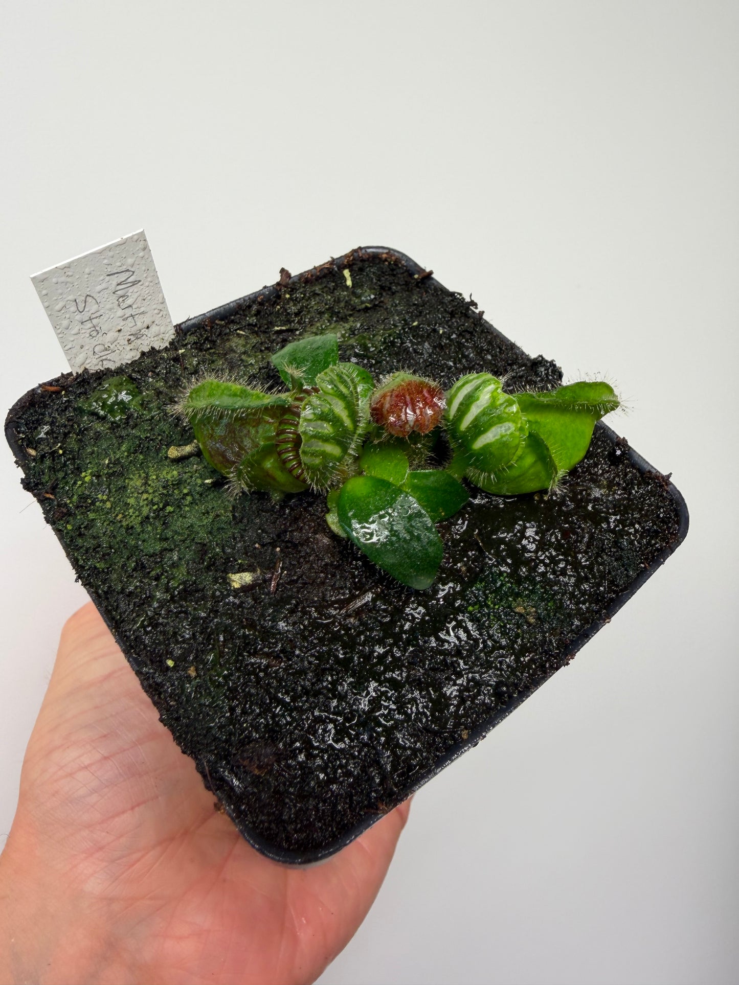 Cephalotus follicularis “Martin Stöckl”