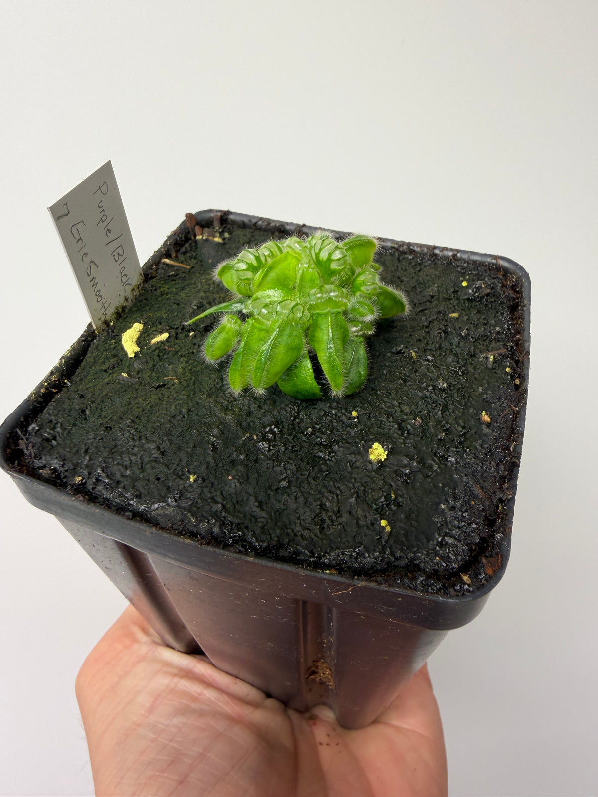 Cephalotus follicularis “Purple/Black” - Eric Smooth #7