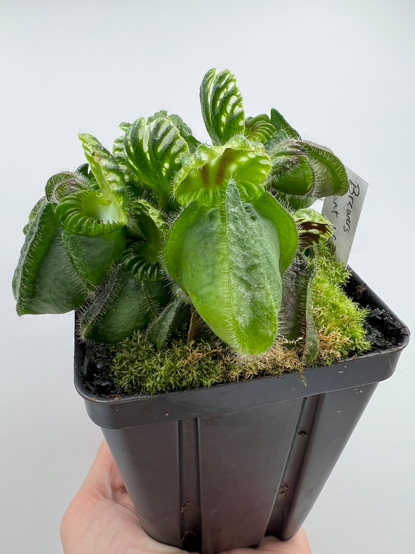 Cephalotus follicularis “Brewers Giant”