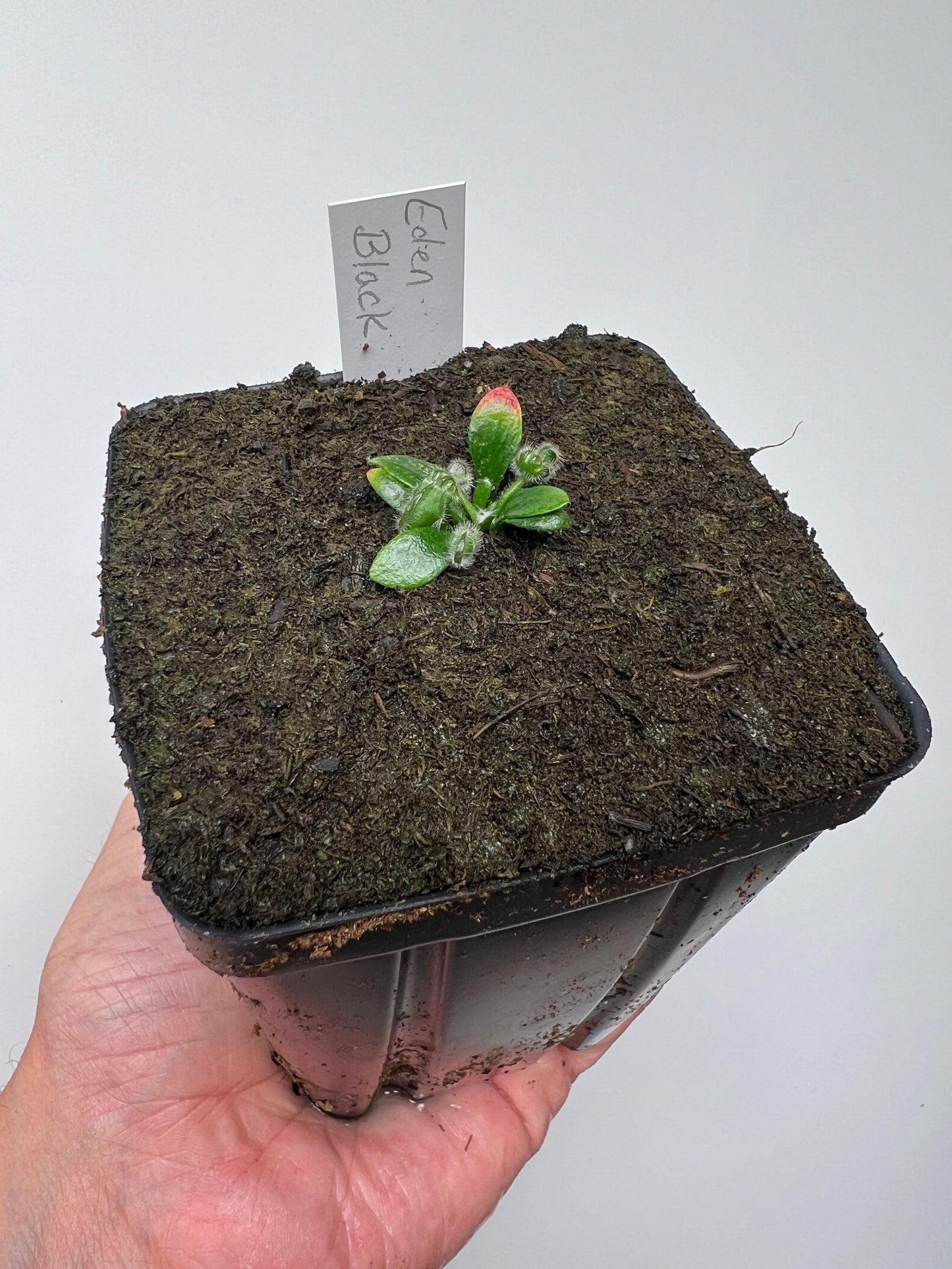 Cephalotus follicularis ‘Eden Black’ - *Rare* (small)