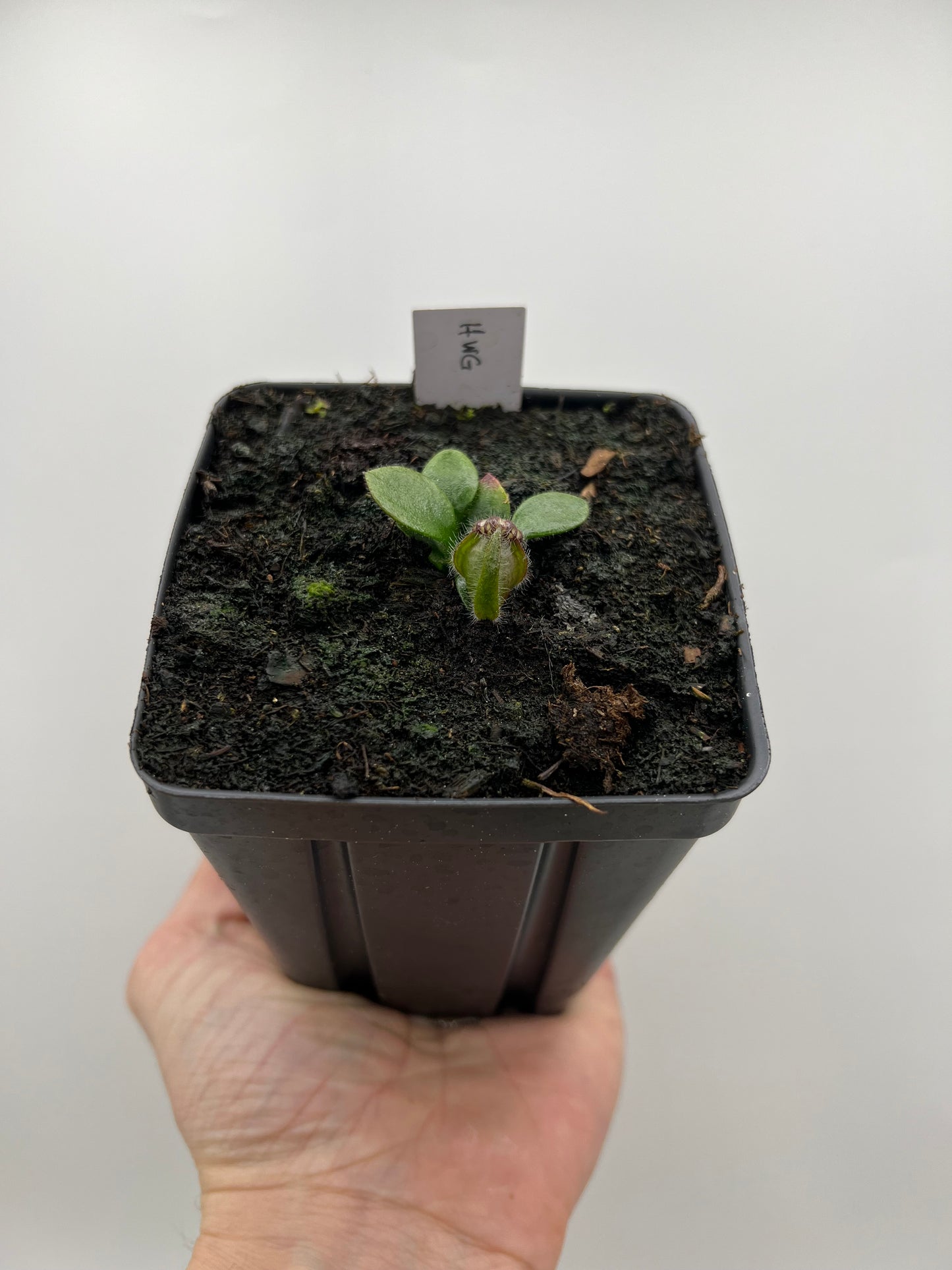 Cephalotus follicularis “Harald Weiner Giant” (aka True Giant)