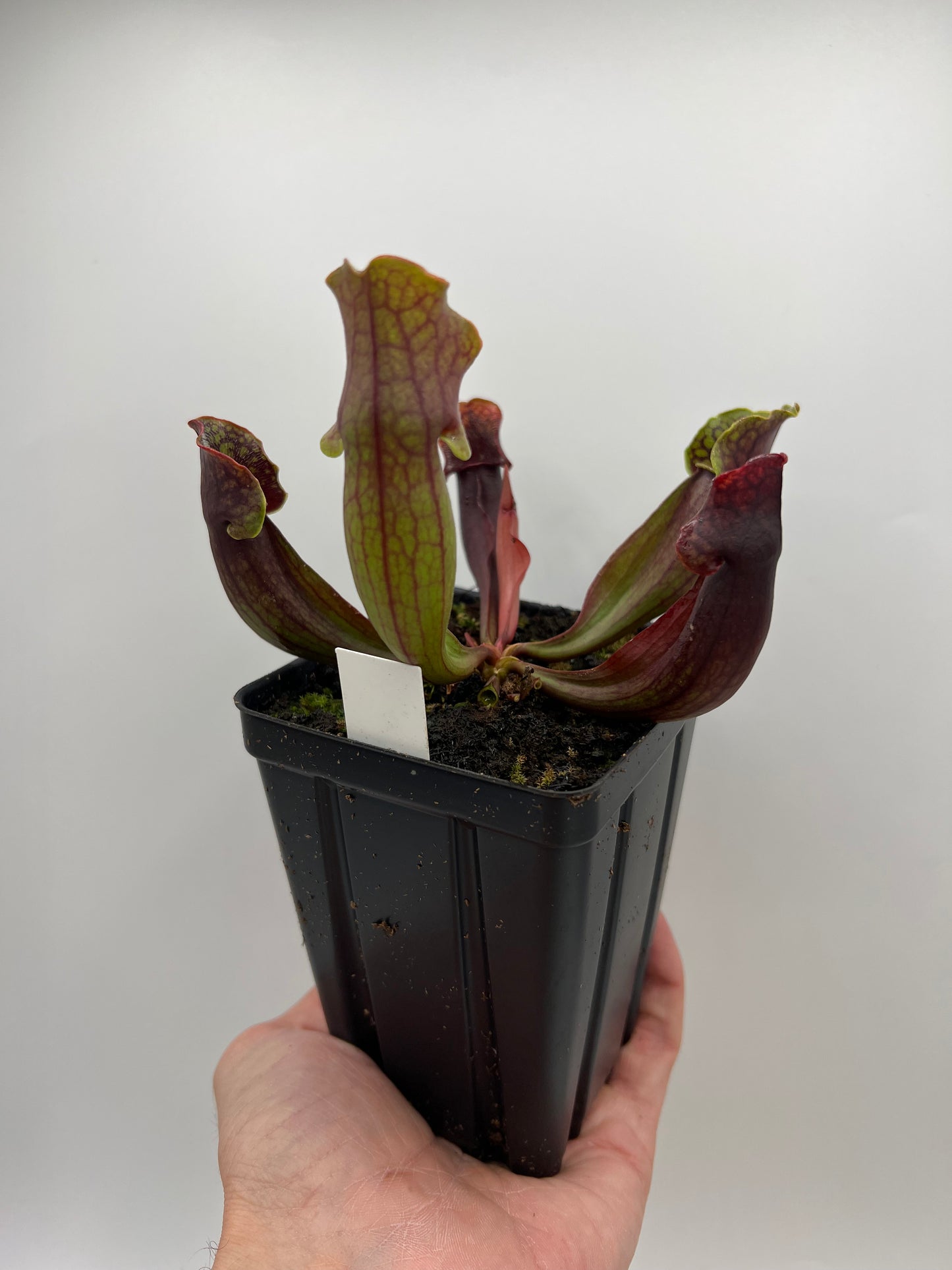 Sarracenia purpurea ssp. purpurea (Bruce Co, Ontario Canada) [Marl Bog] - Seed Grown