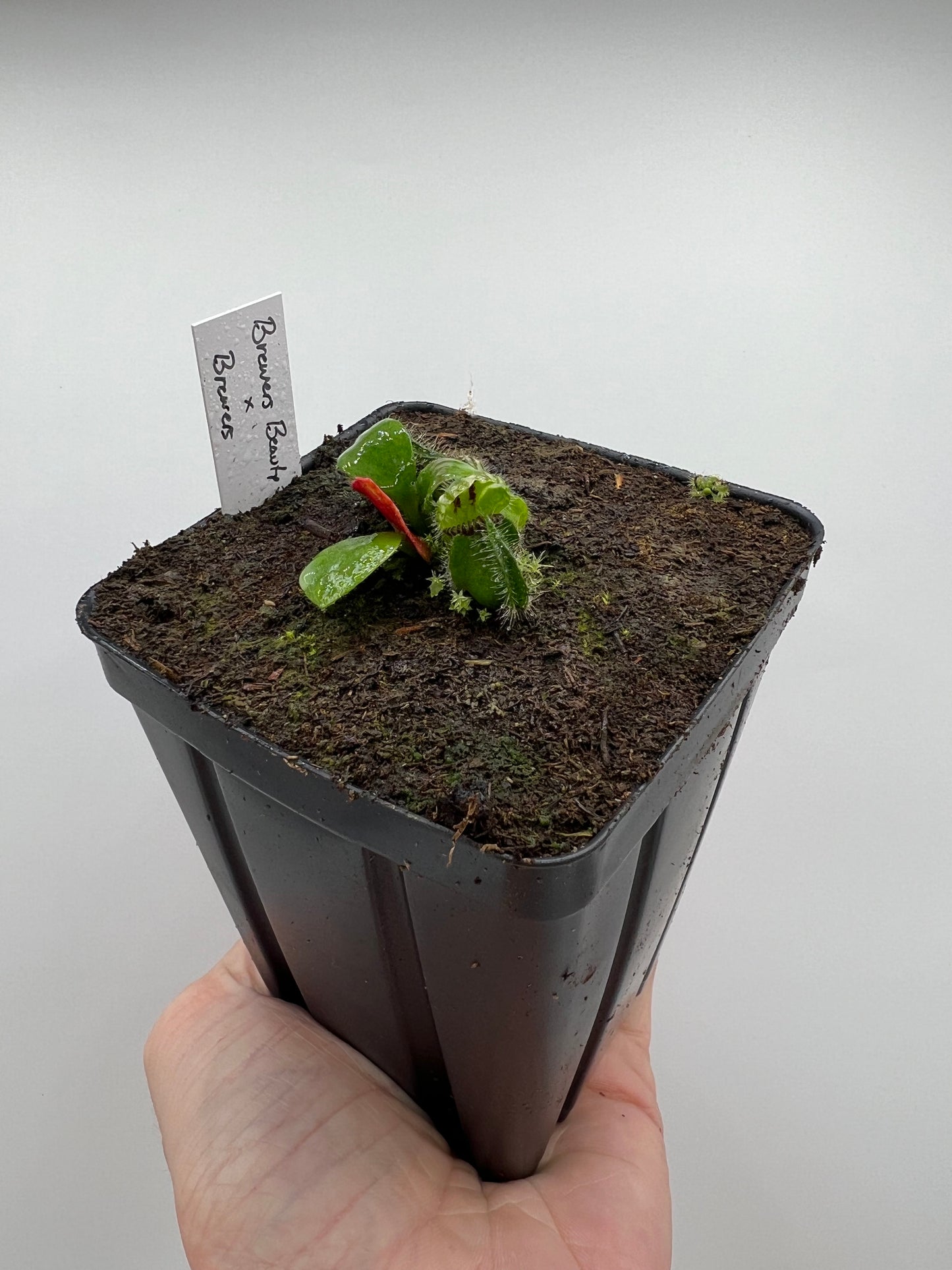 Cephalotus follicularis “Brewers Beauty” x “Brewers”