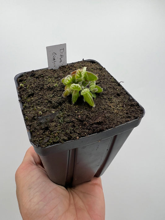 Cephalotus follicularis “Diflora giant”