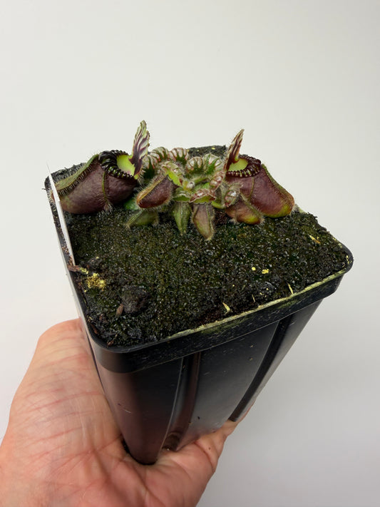 Cephalotus follicularis “UC Davis” #1