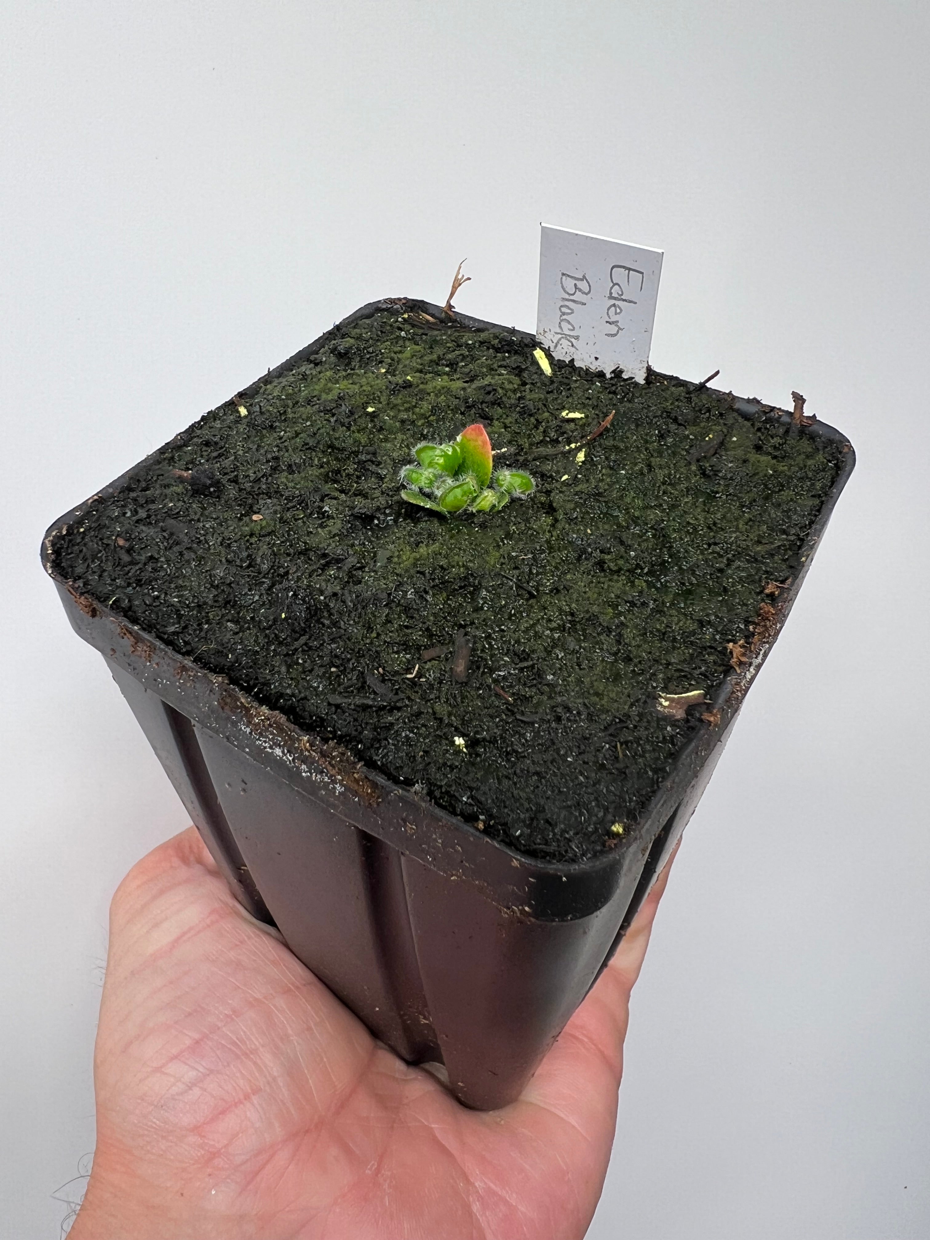 Cephalotous follicularis (Albany Pitcher Plant) – Little Carnivores