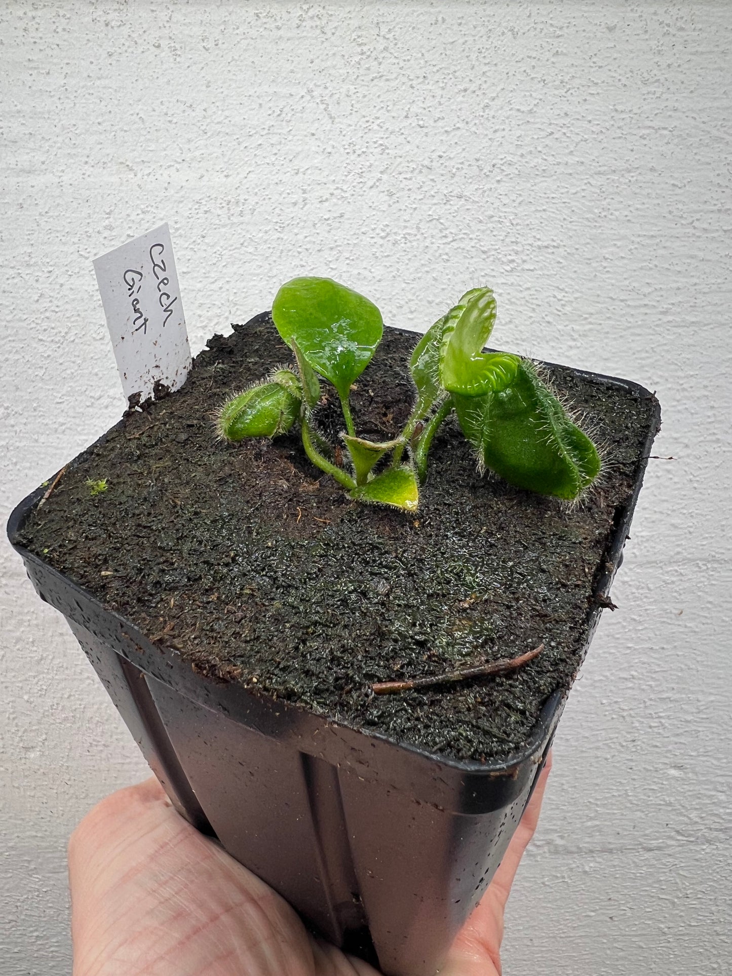 Cephalotus follicularis “Czech Giant”