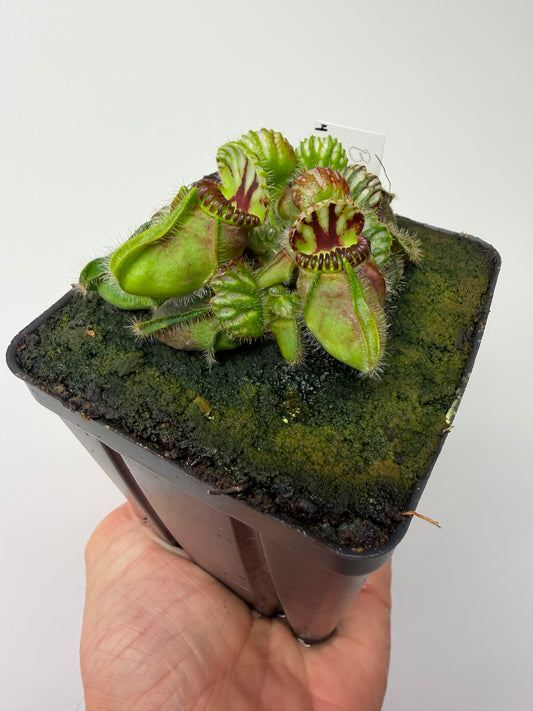 Cephalotus follicularis “Broke Inlet” #4
