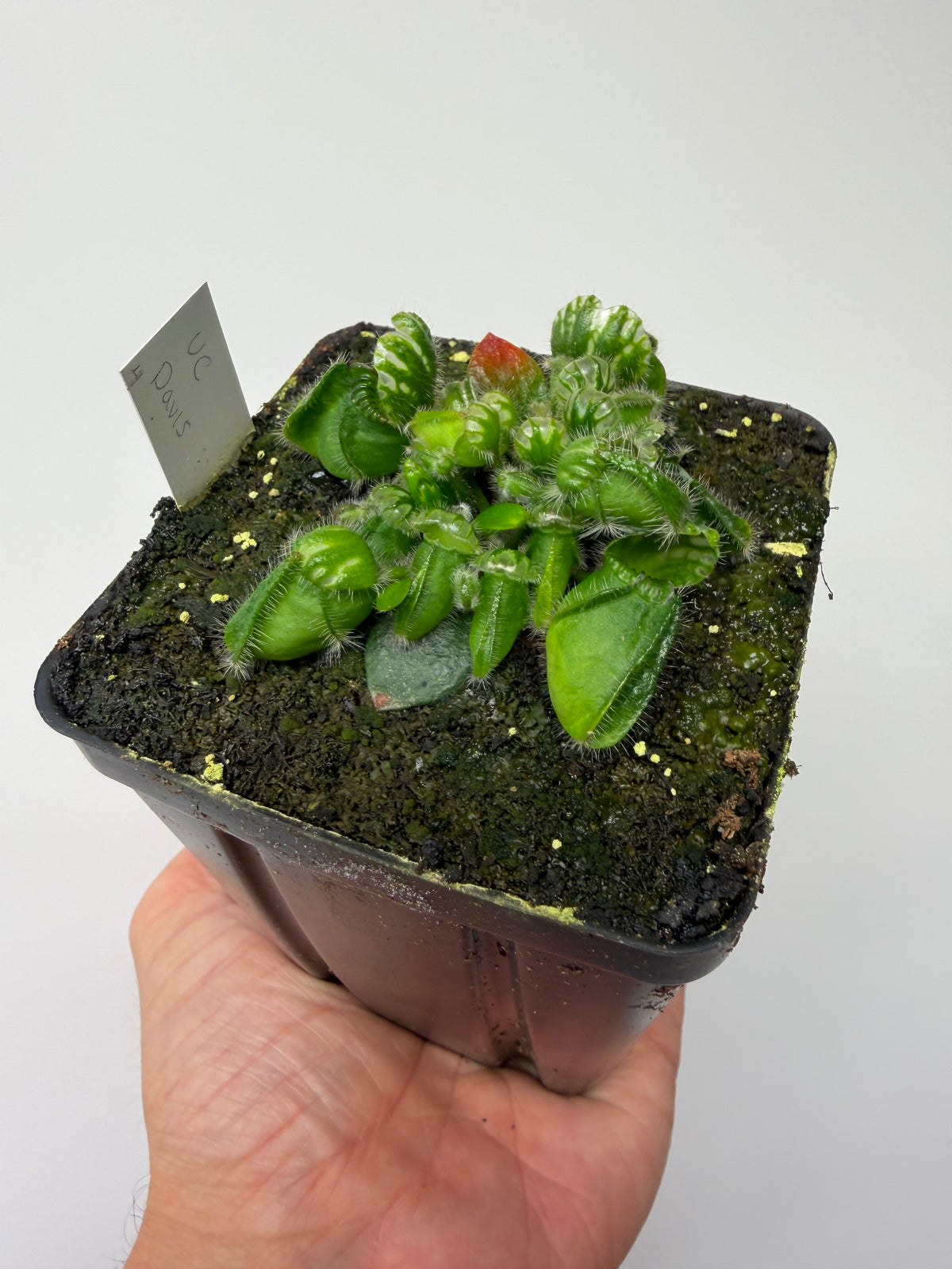 Cephalotus follicularis “UC Davis” #4