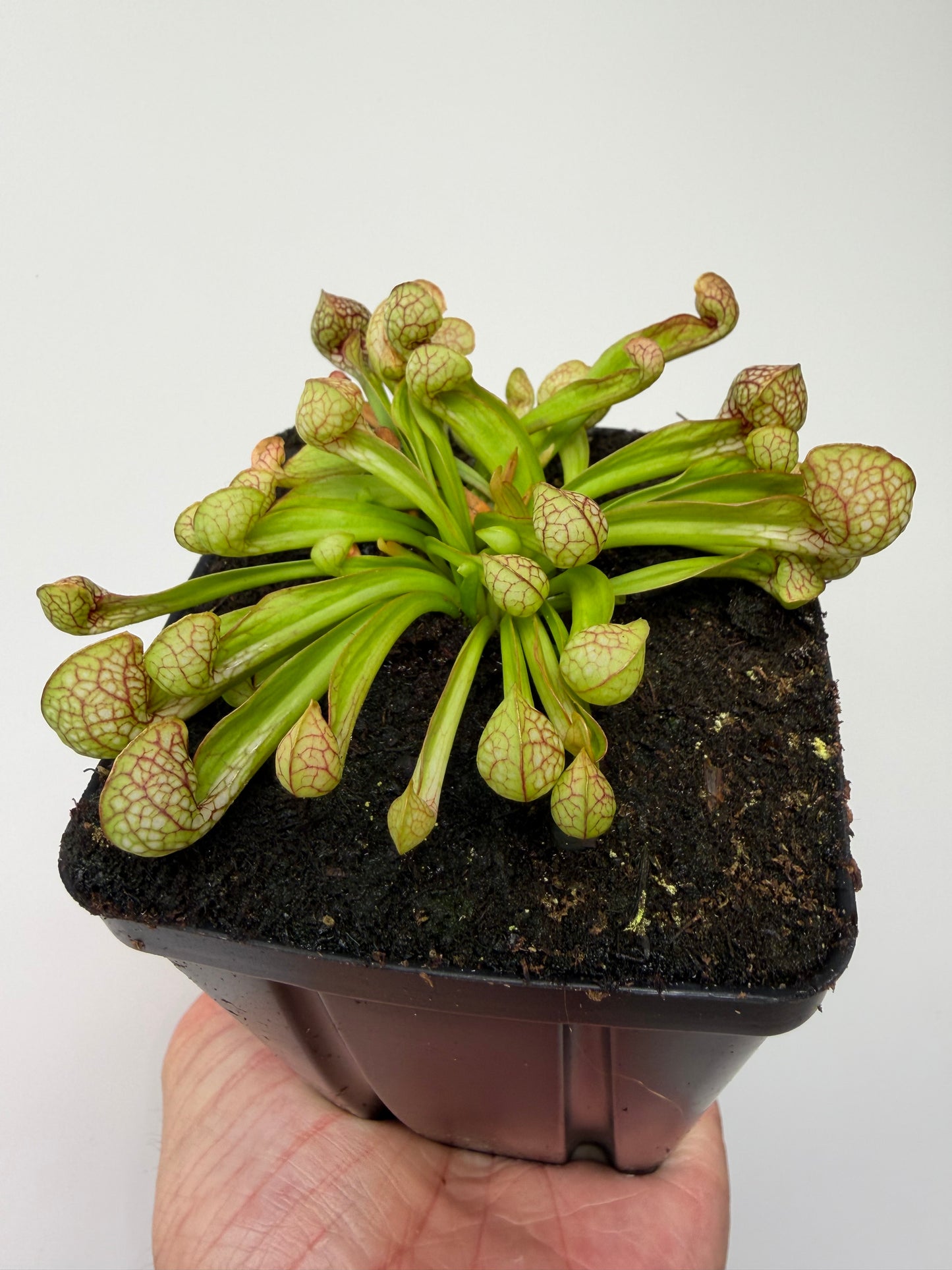 Sarracenia psittacina - “Turkey Hen Creek” - Seed Grown (3)