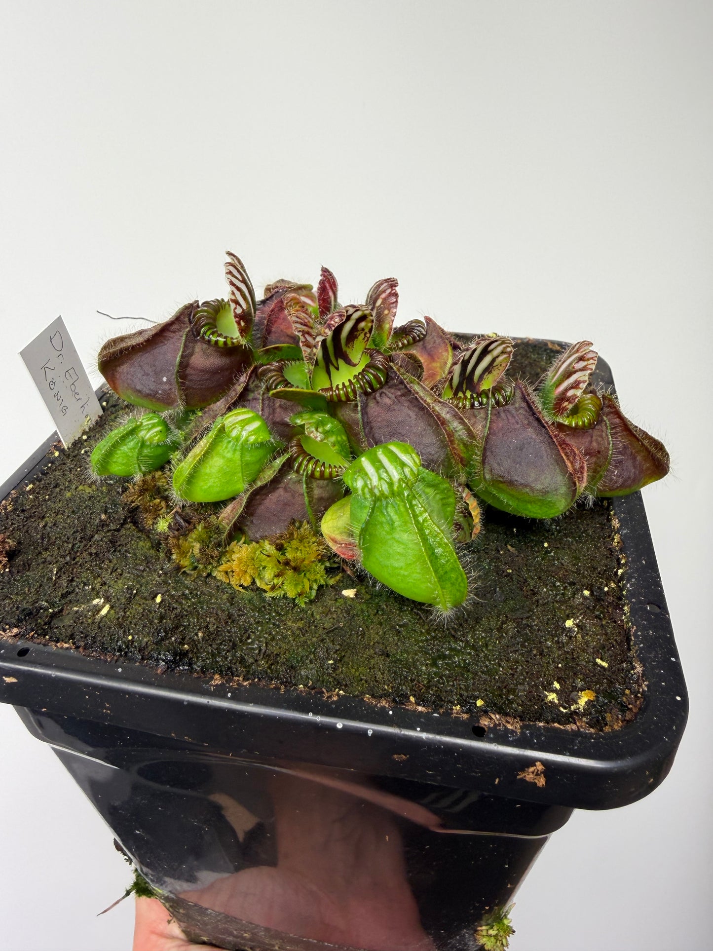 Cephalotus follicularis “Dr. Eberhard König” - 1 Gallon