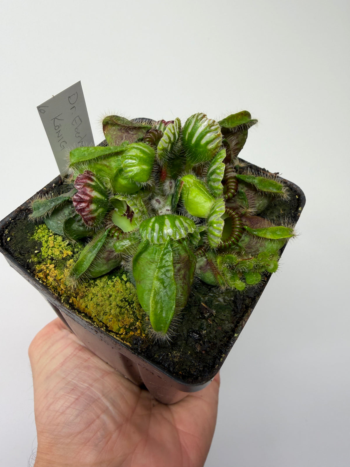 Cephalotus follicularis “Dr. Eberhard König” #6