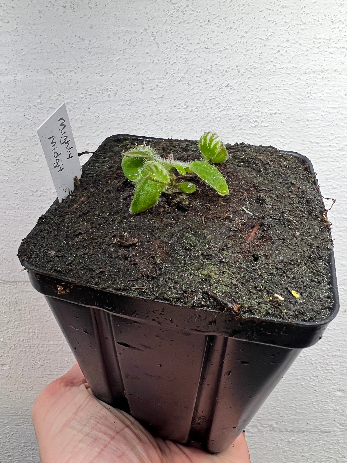 Cephalotus follicularis “Mighty Midget” - *Rare*