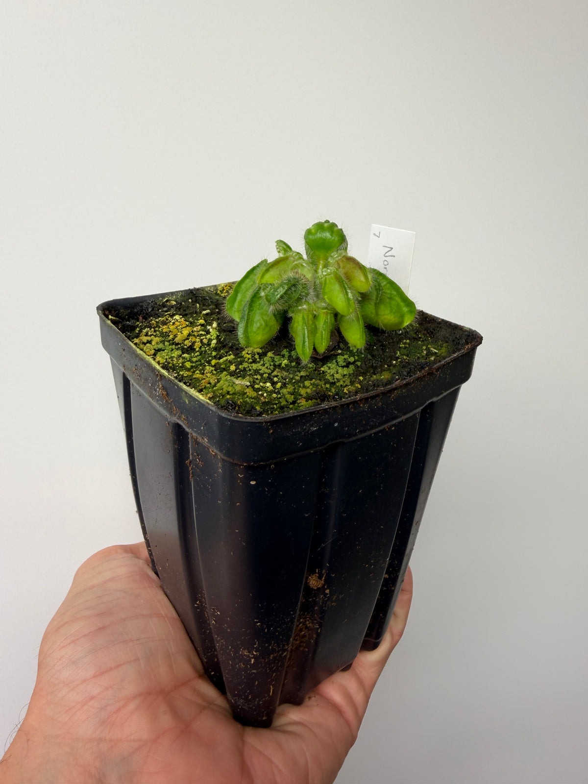 Cephalotus follicularis “Norma” #7