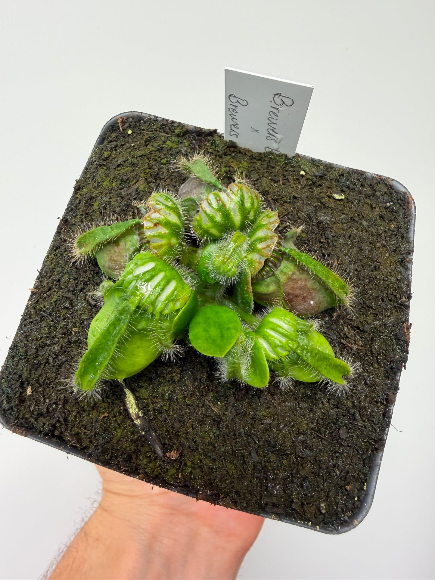 Cephalotus follicularis “Brewers Beauty” x “Brewers”
