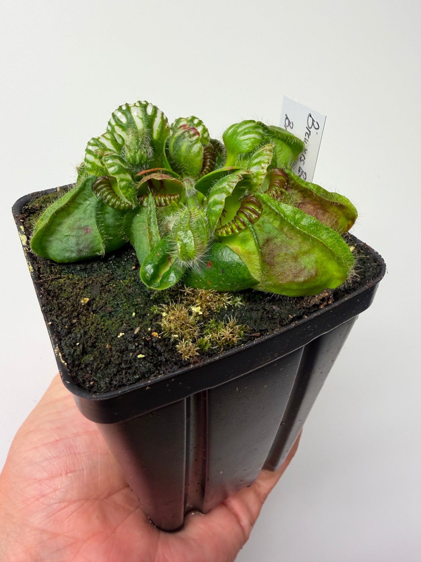Cephalotus follicularis “Brewers Beauty” x “Brewers”