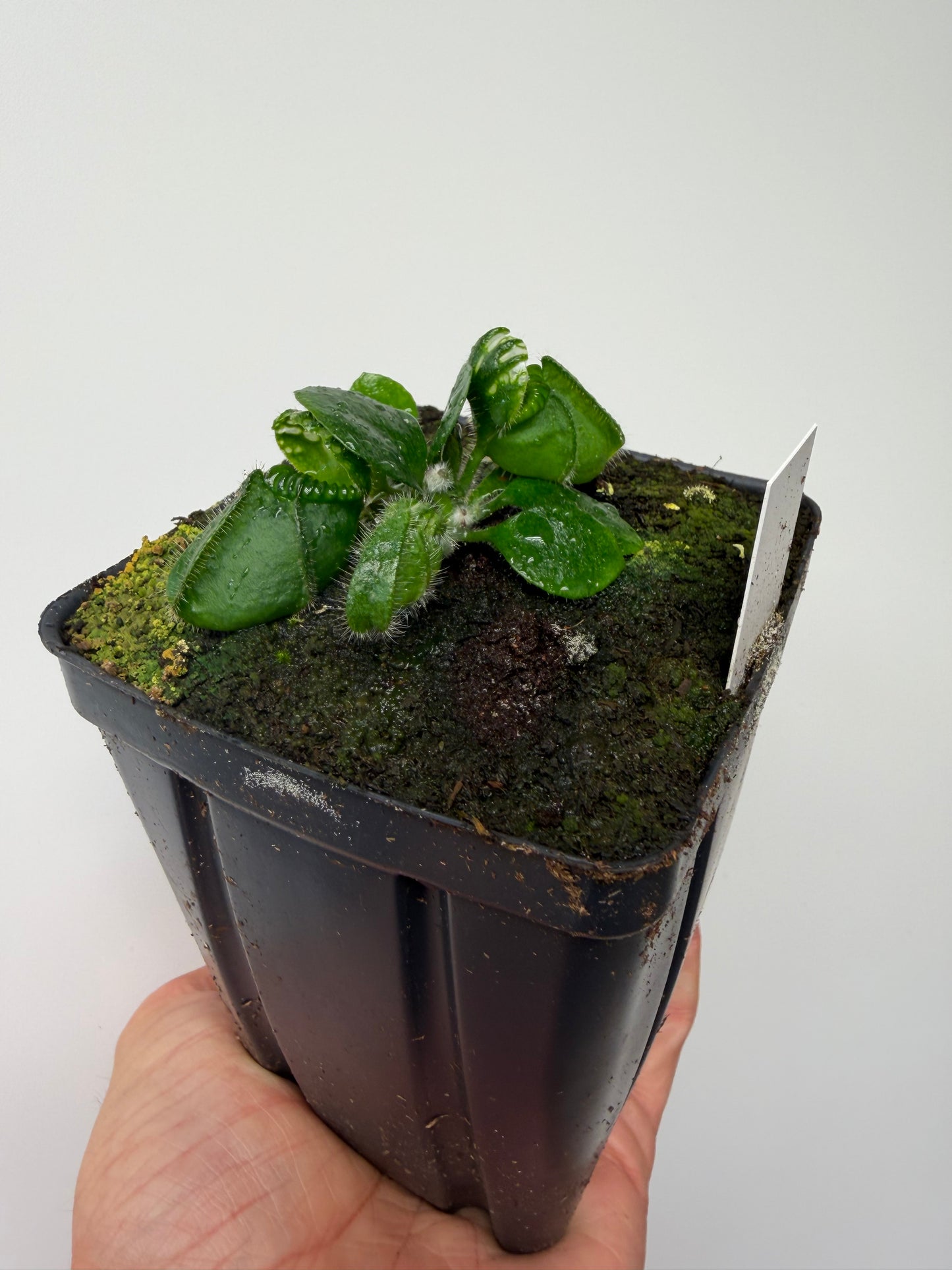Cephalotus follicularis “UC Davis”