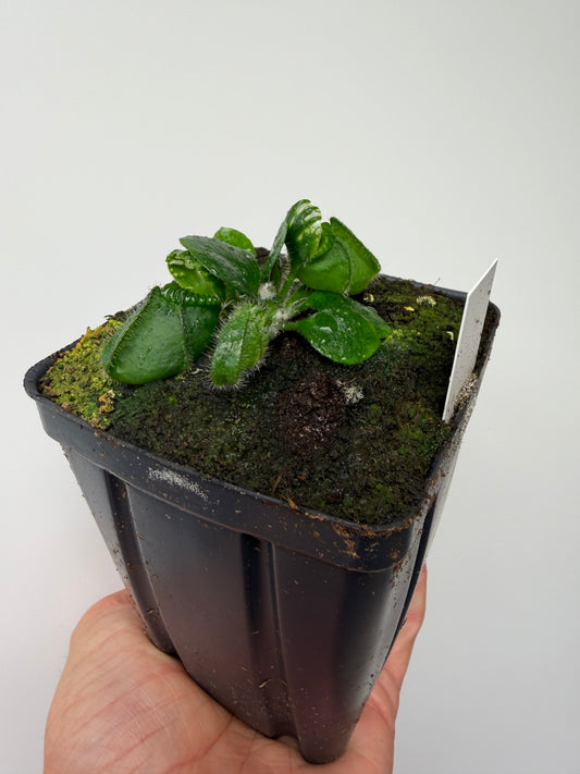 Cephalotus follicularis “UC Davis”