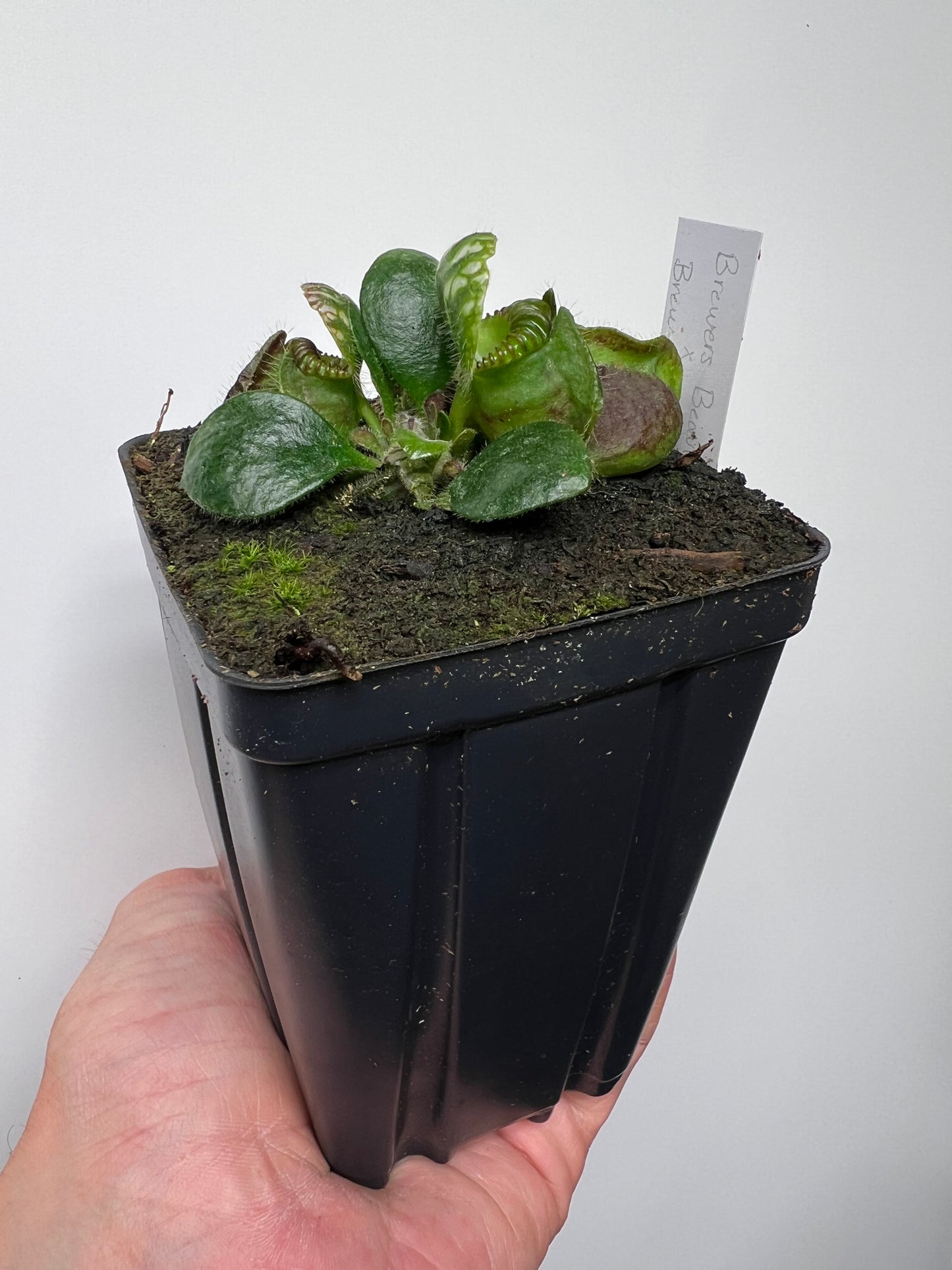 Cephalotus follicularis “Brewers Beauty” x “Brewers”
