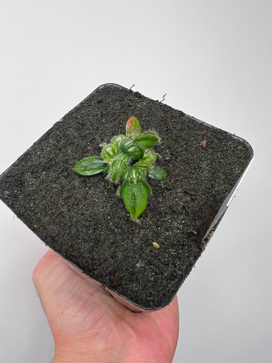 Cephalotus follicularis “Hampshire Red”