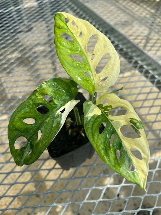 Monstera adansonii “Tricolor” LC