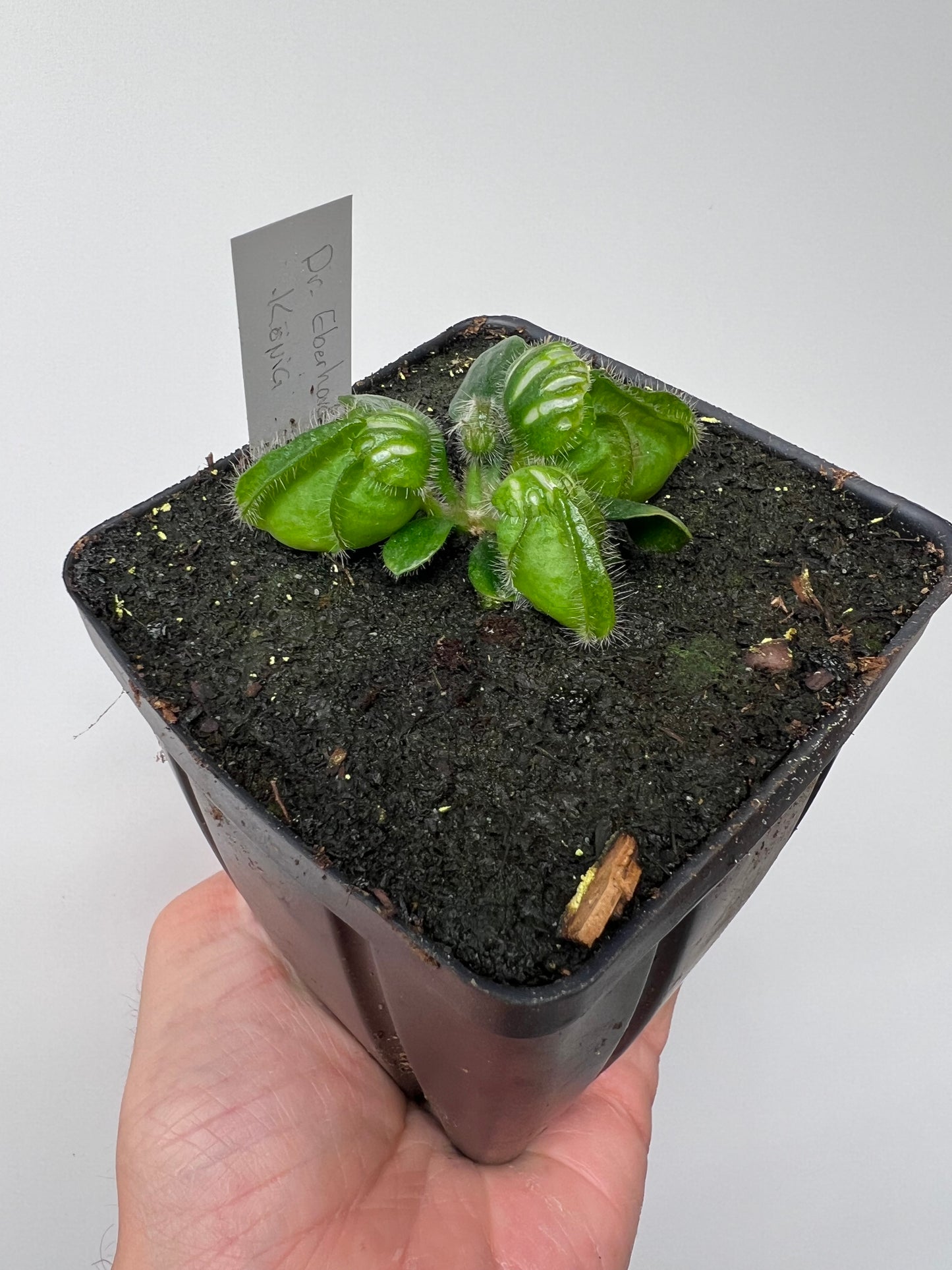 Cephalotus follicularis “Dr. Eberhard König”