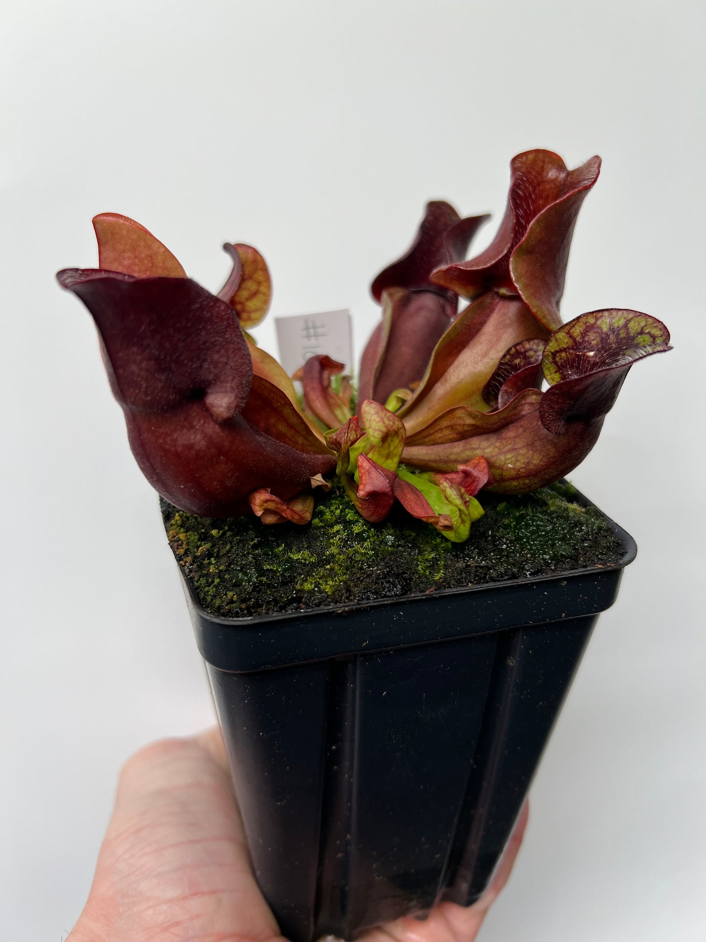Sarracenia purpurea ssp. venosa (Brunswick Co, NC x Carteret Co, NC)  - Seed Grown #10
