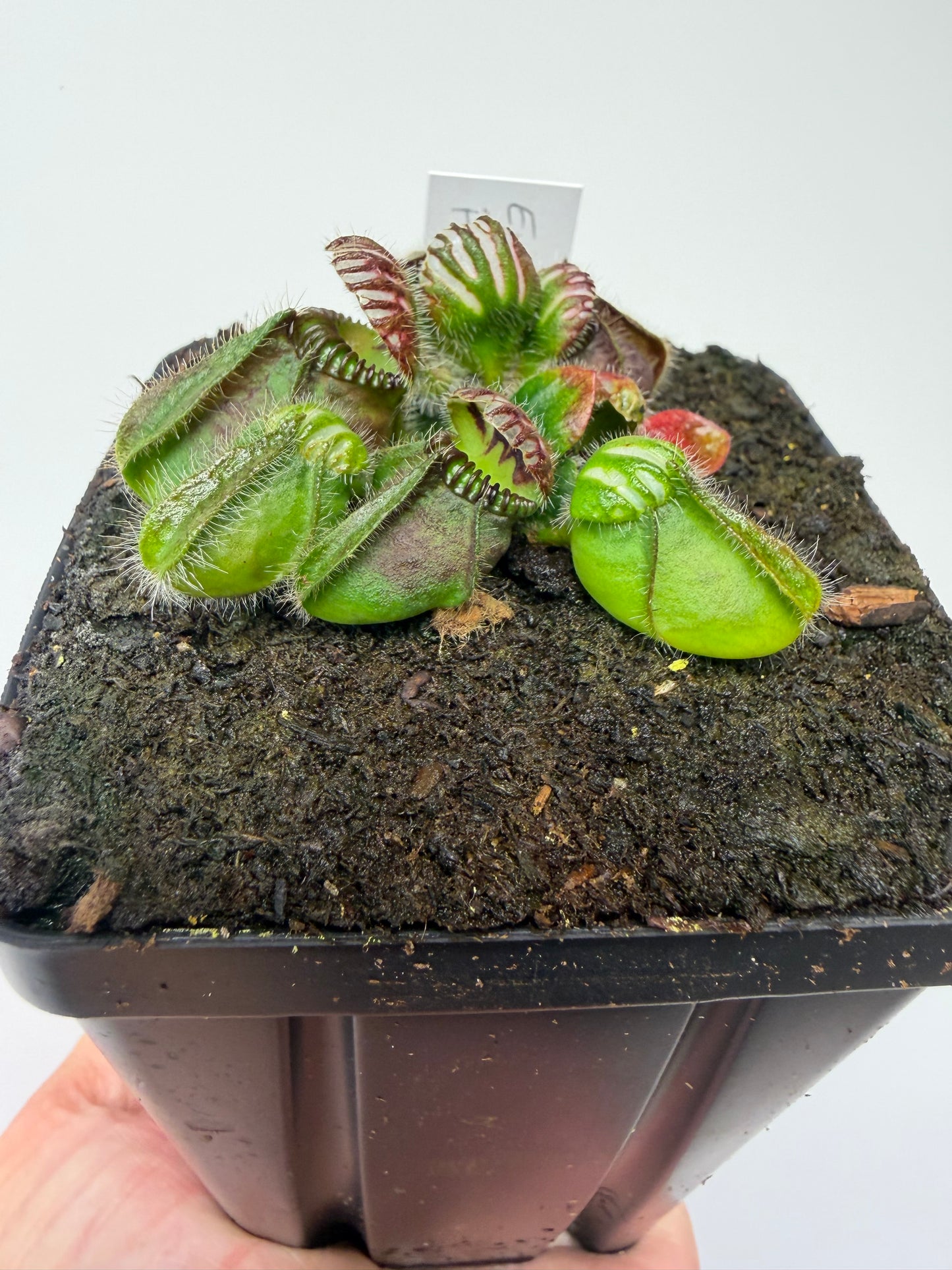 Cephalotus follicularis “Emu Pointe”