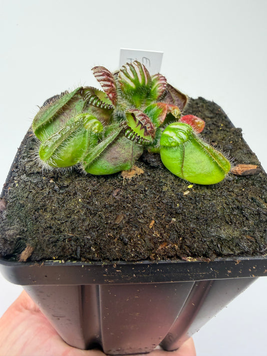 Cephalotus follicularis “Emu Pointe”