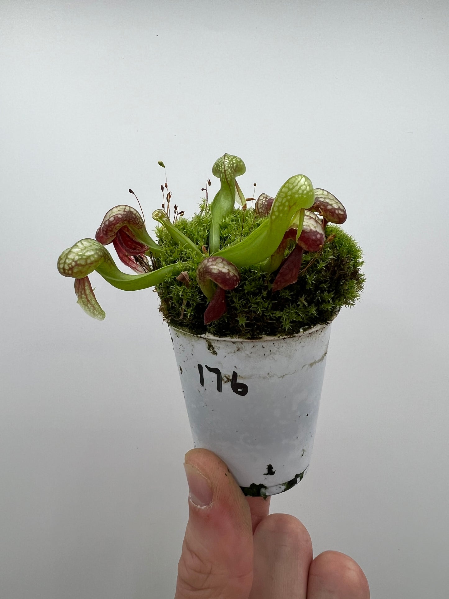 Darlingtonia californica (Cobra Pitcher Plant) - Seed Grown #176