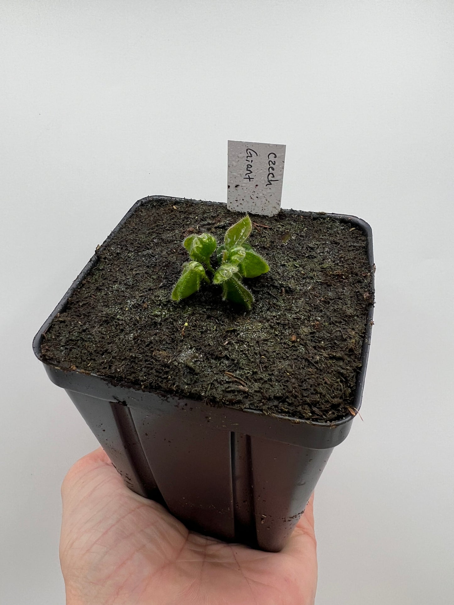 Cephalotus follicularis “Czech Giant”