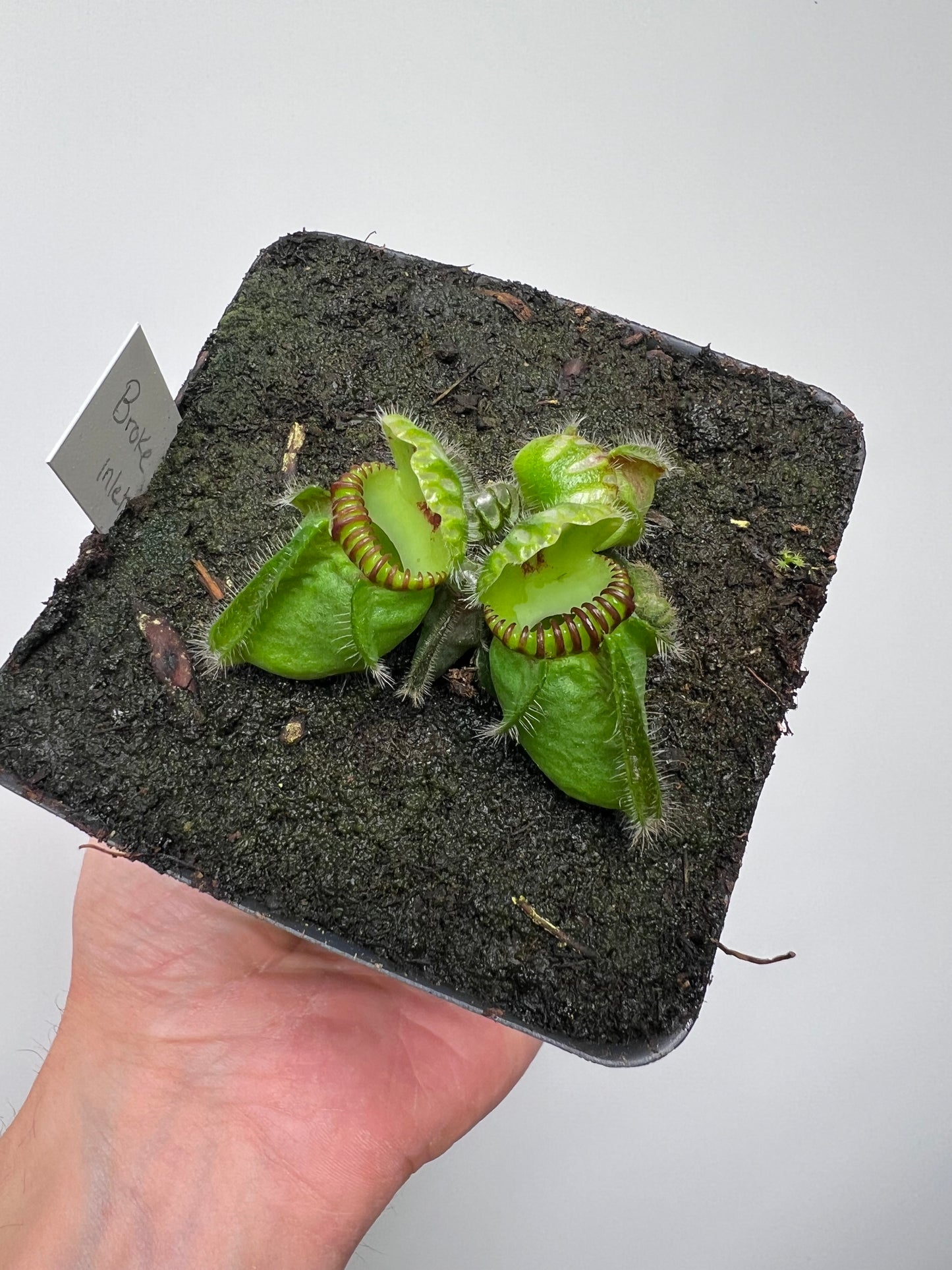 Cephalotus follicularis “Broke Inlet”