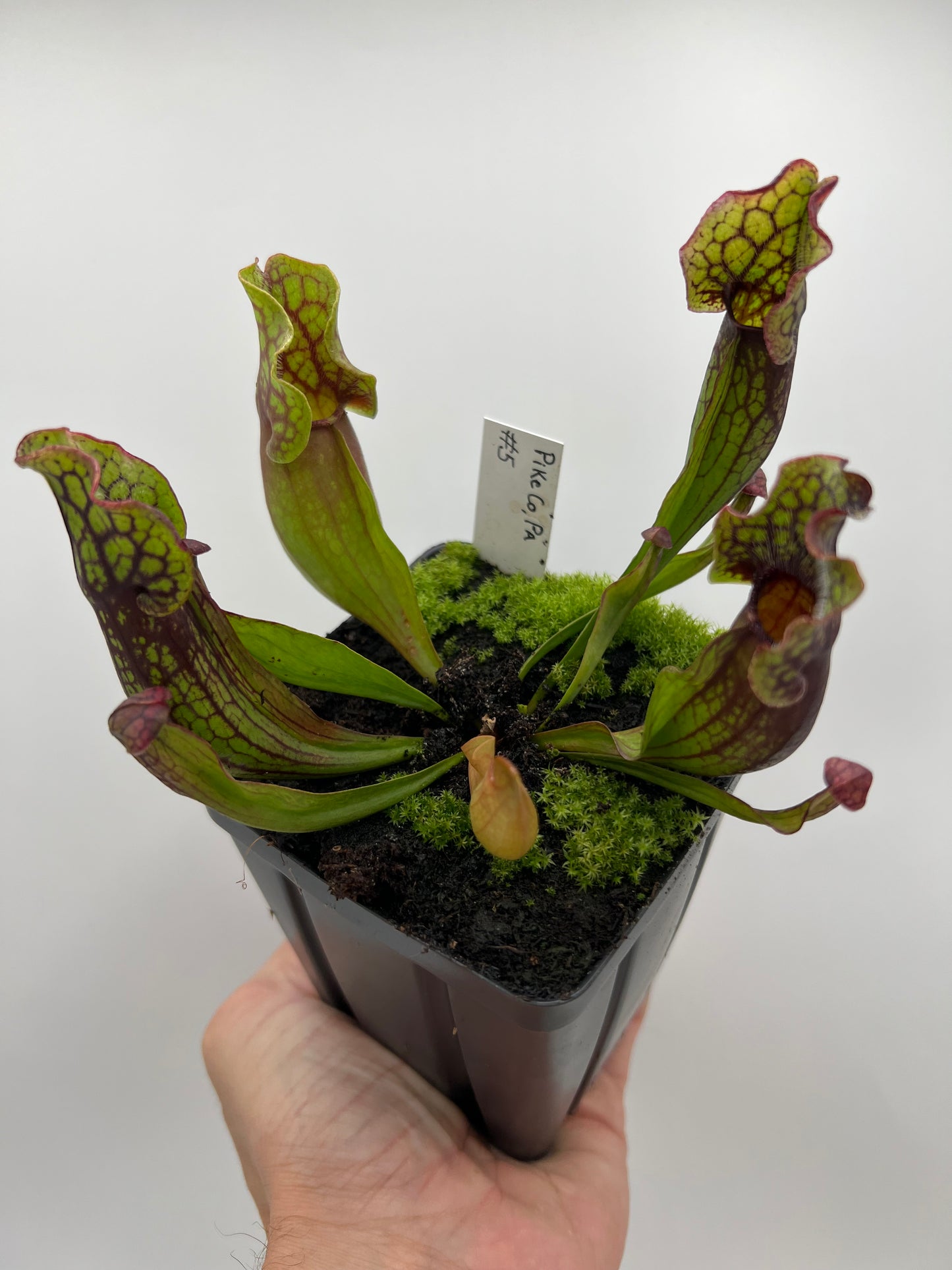 Sarracenia purpurea ssp. purpurea (Pike County, PA) - *Rare* - Seed Grown #5