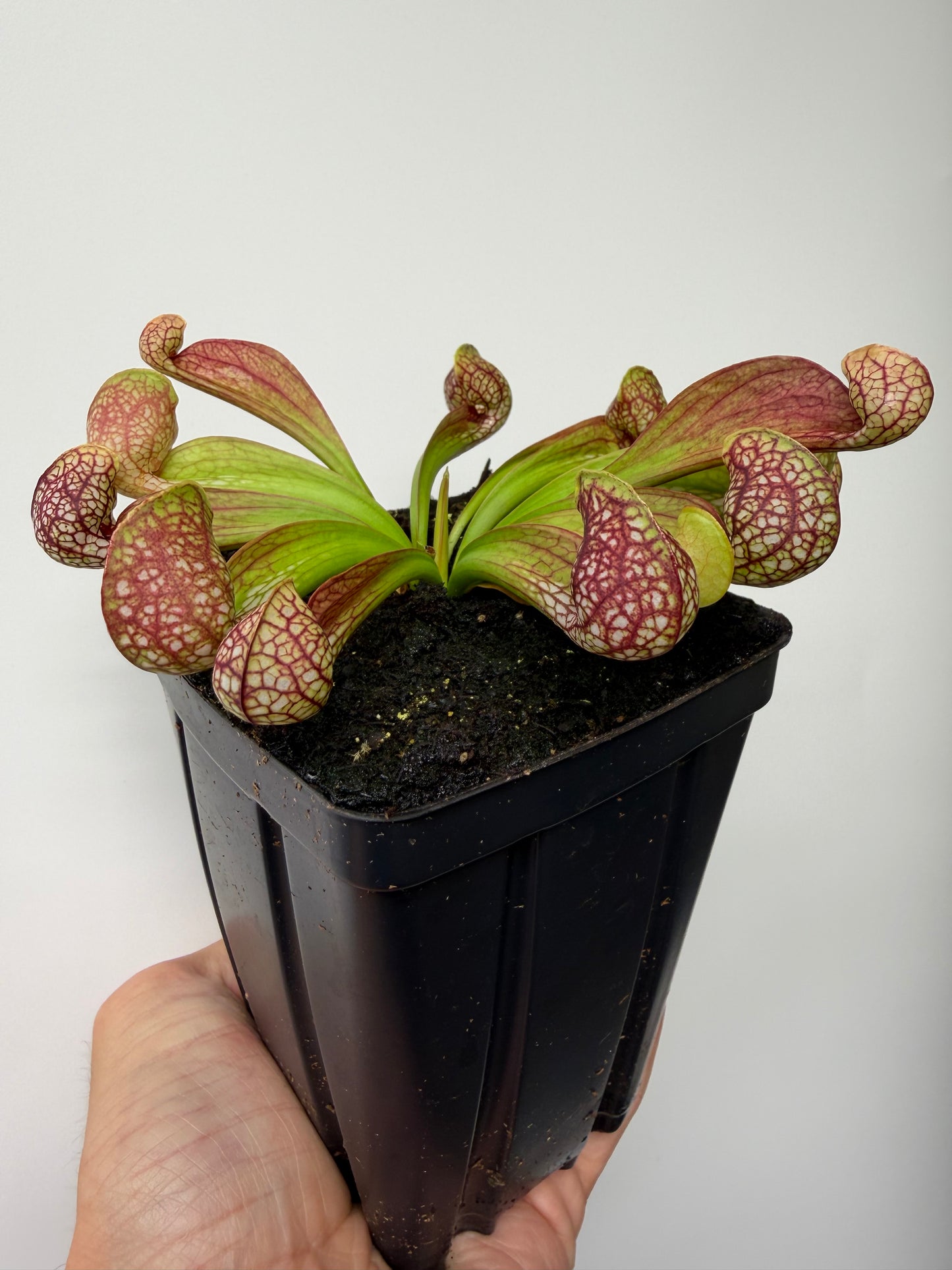 Sarracenia psittacina - “Turkey Hen Creek” - Seed Grown (5)