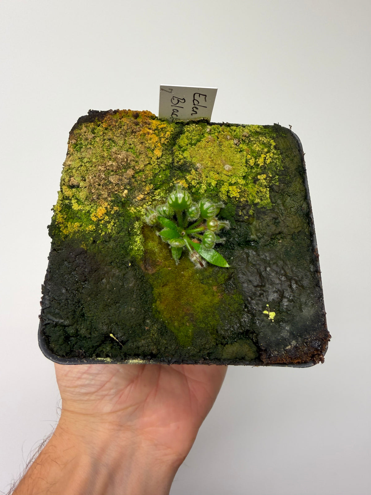 Cephalotus follicularis ‘Eden Black’ #7 - *Rare*