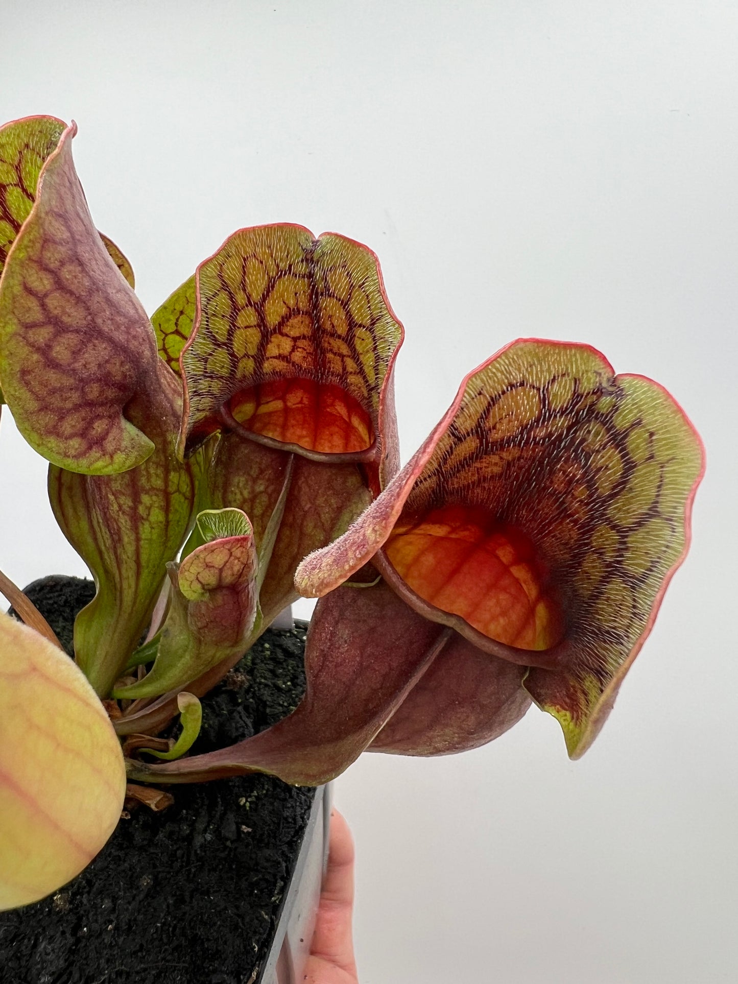 Sarracenia purpurea ssp. purpurea (Centre Co, PA) - Seed Grown #105