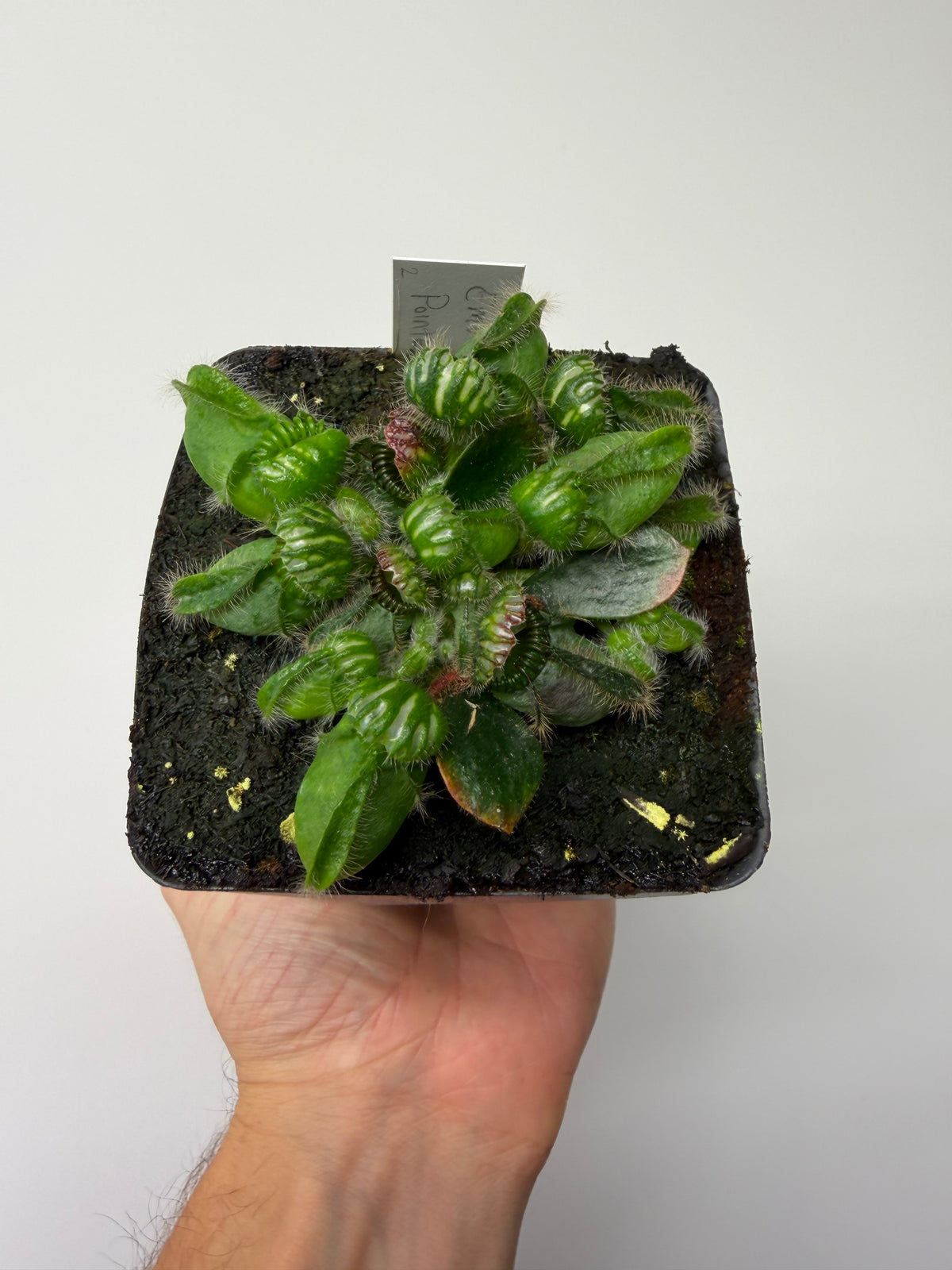 Cephalotus follicularis “Emu Pointe” #2
