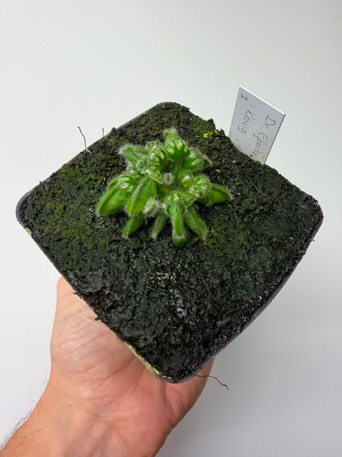 Cephalotus follicularis “Dr. Eberhard König” #1