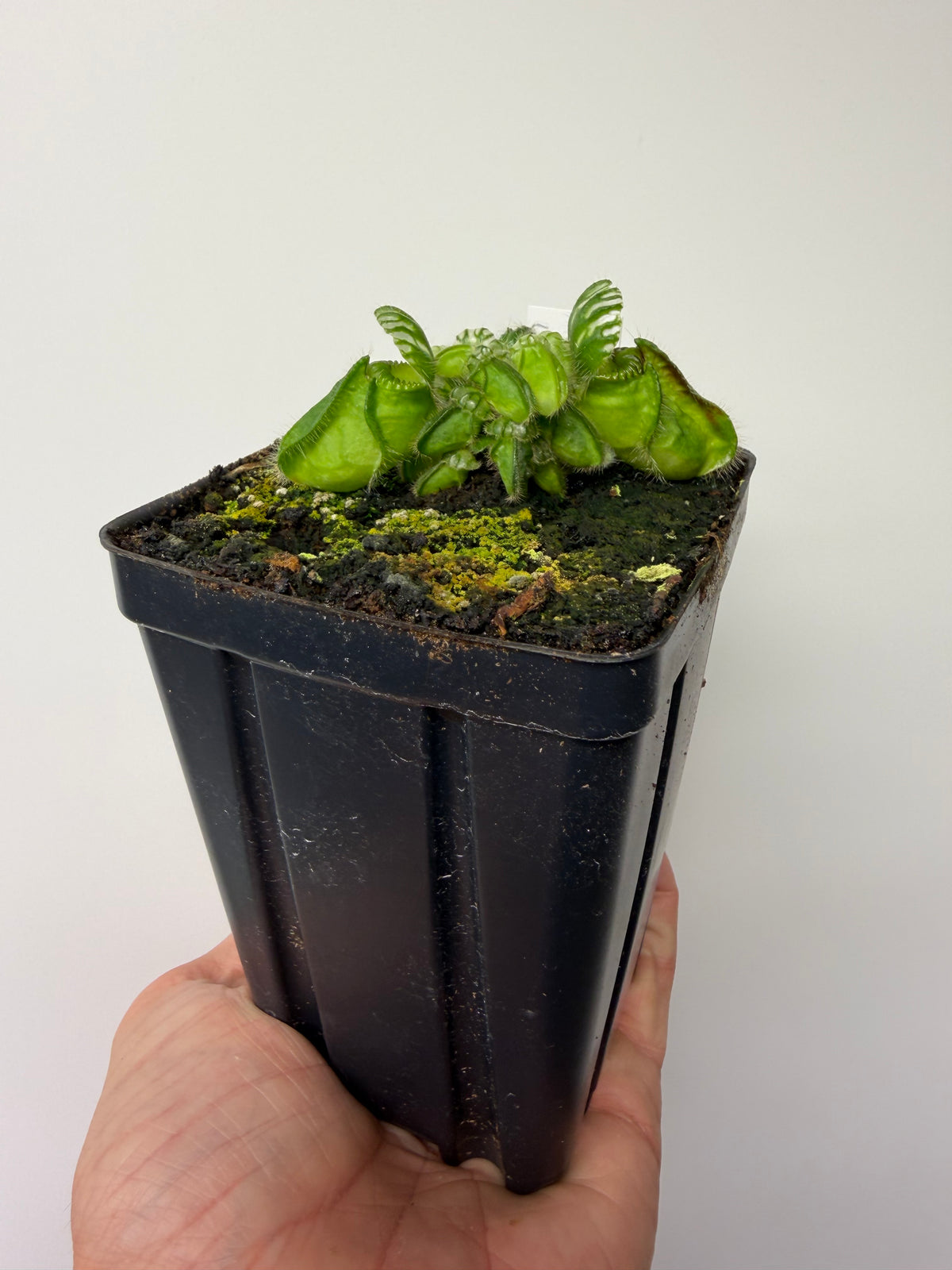 Cephalotus follicularis “Norma” #6