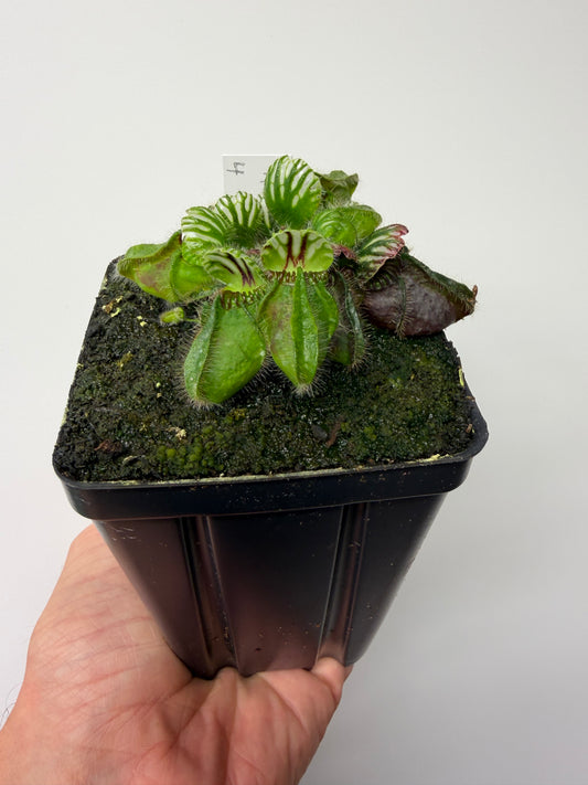Cephalotus follicularis “Hampshire Red” #4