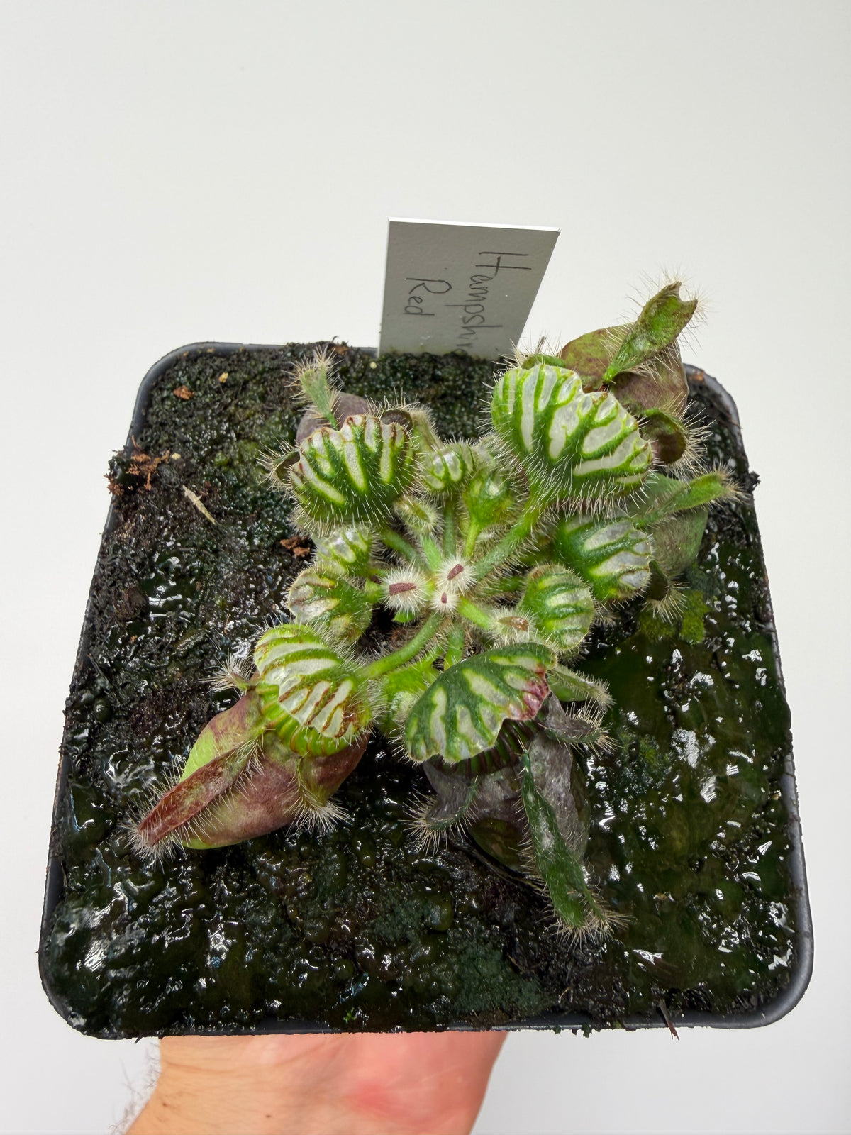 Cephalotus follicularis “Hampshire Red”