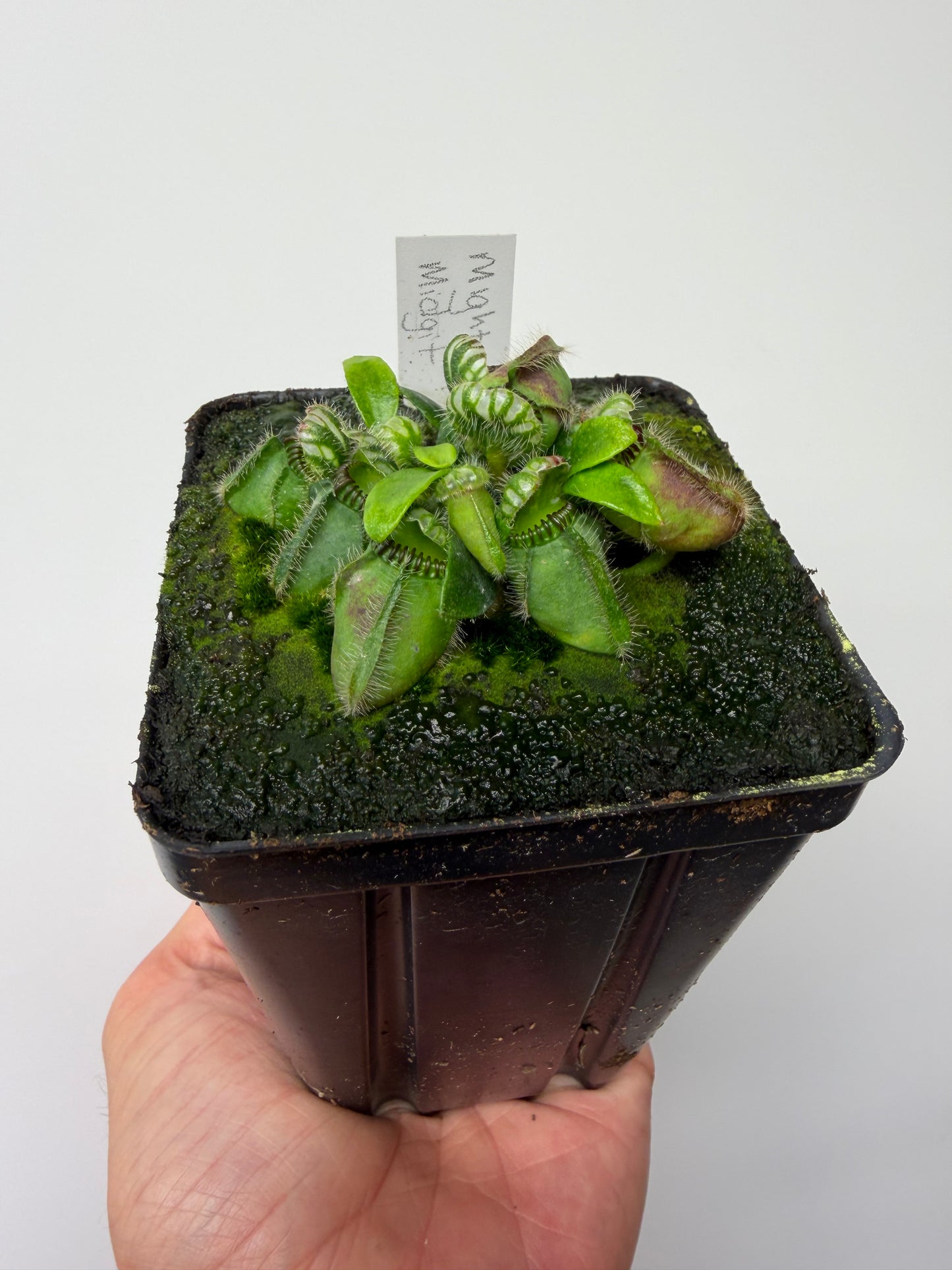 Cephalotus follicularis “Mighty Midget” - *Rare* (11)