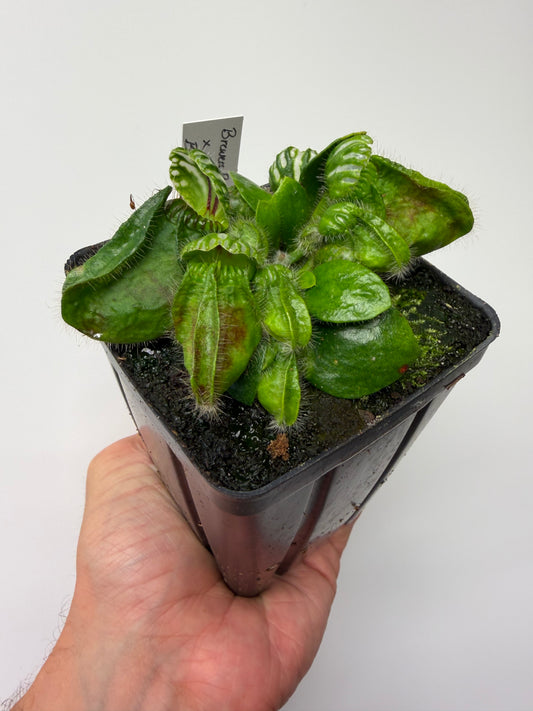 Cephalotus follicularis “Brewers Beauty” x “Brewers”